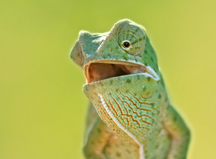 Cameleon, Sabi Sands, South Africa