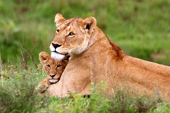 Shelter from the rain, Ngorongoro, Tanzania