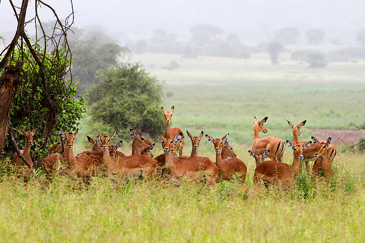 Impala group, Tanzania