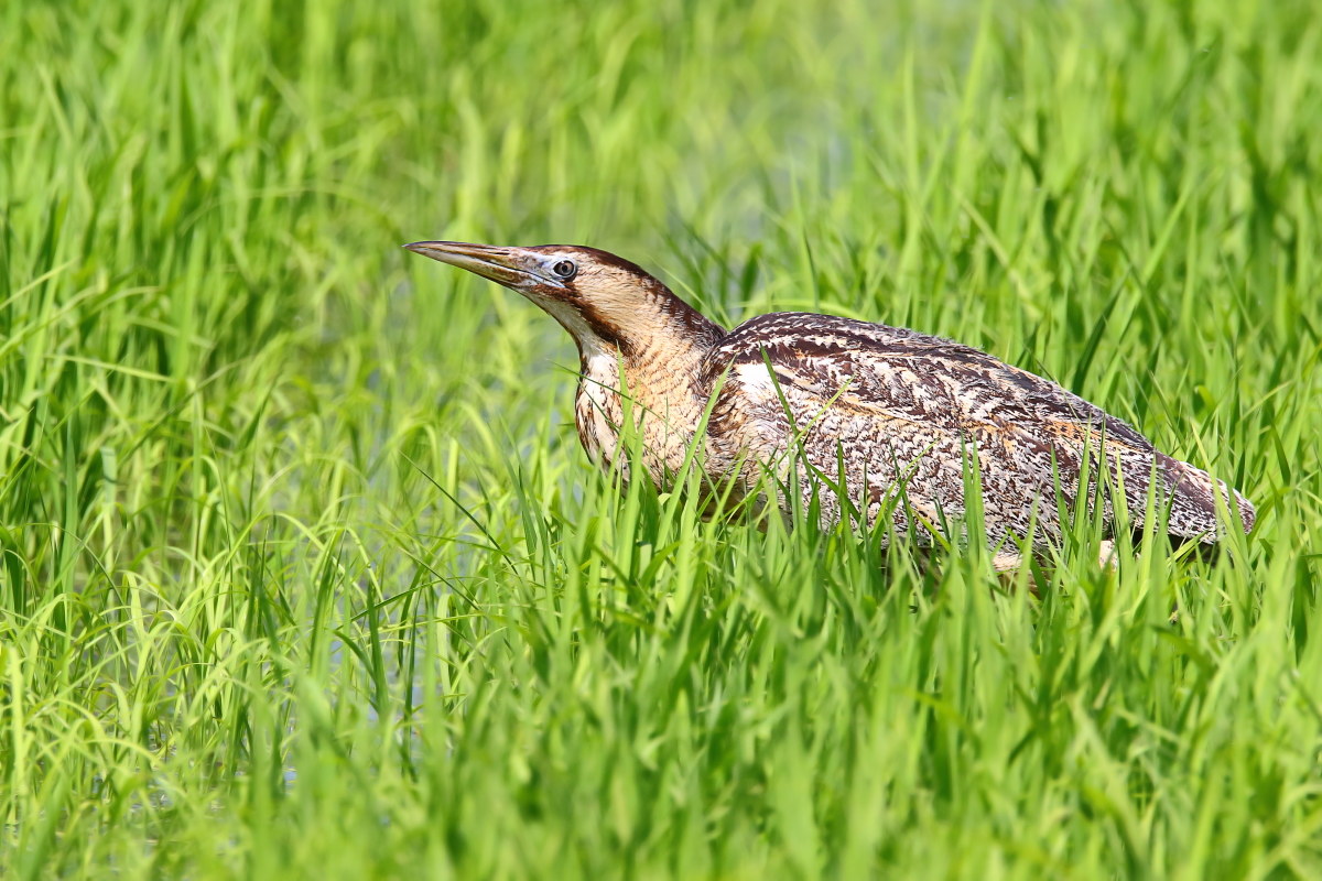 Bittern