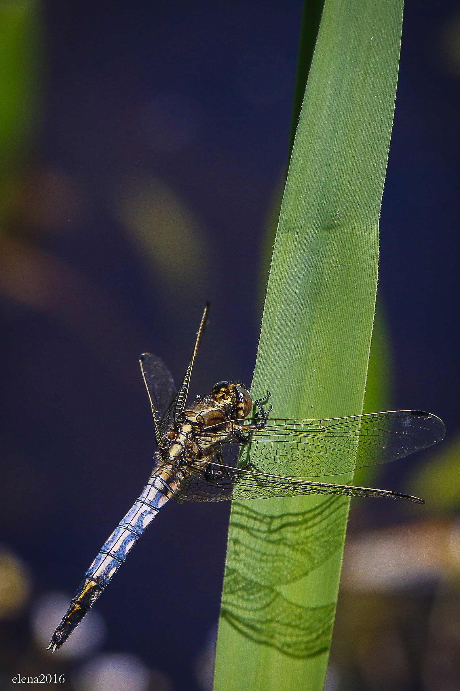 dragonfly