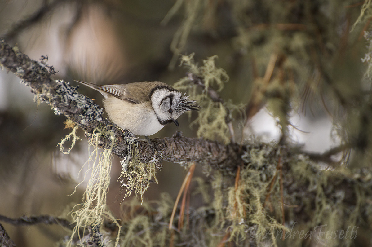 Crested Tit