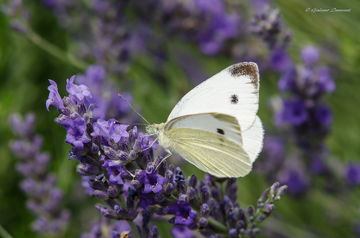 Pieris rapae e lavanda