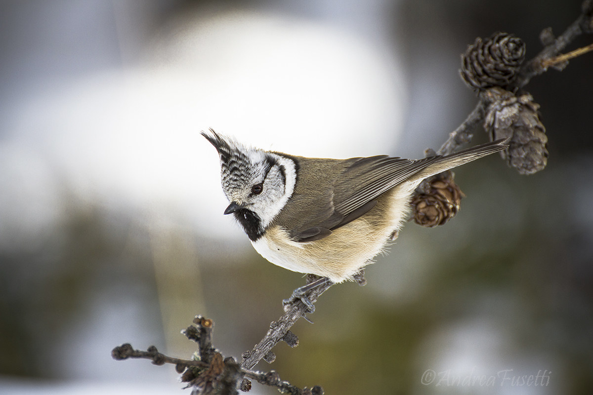 Crested Tit