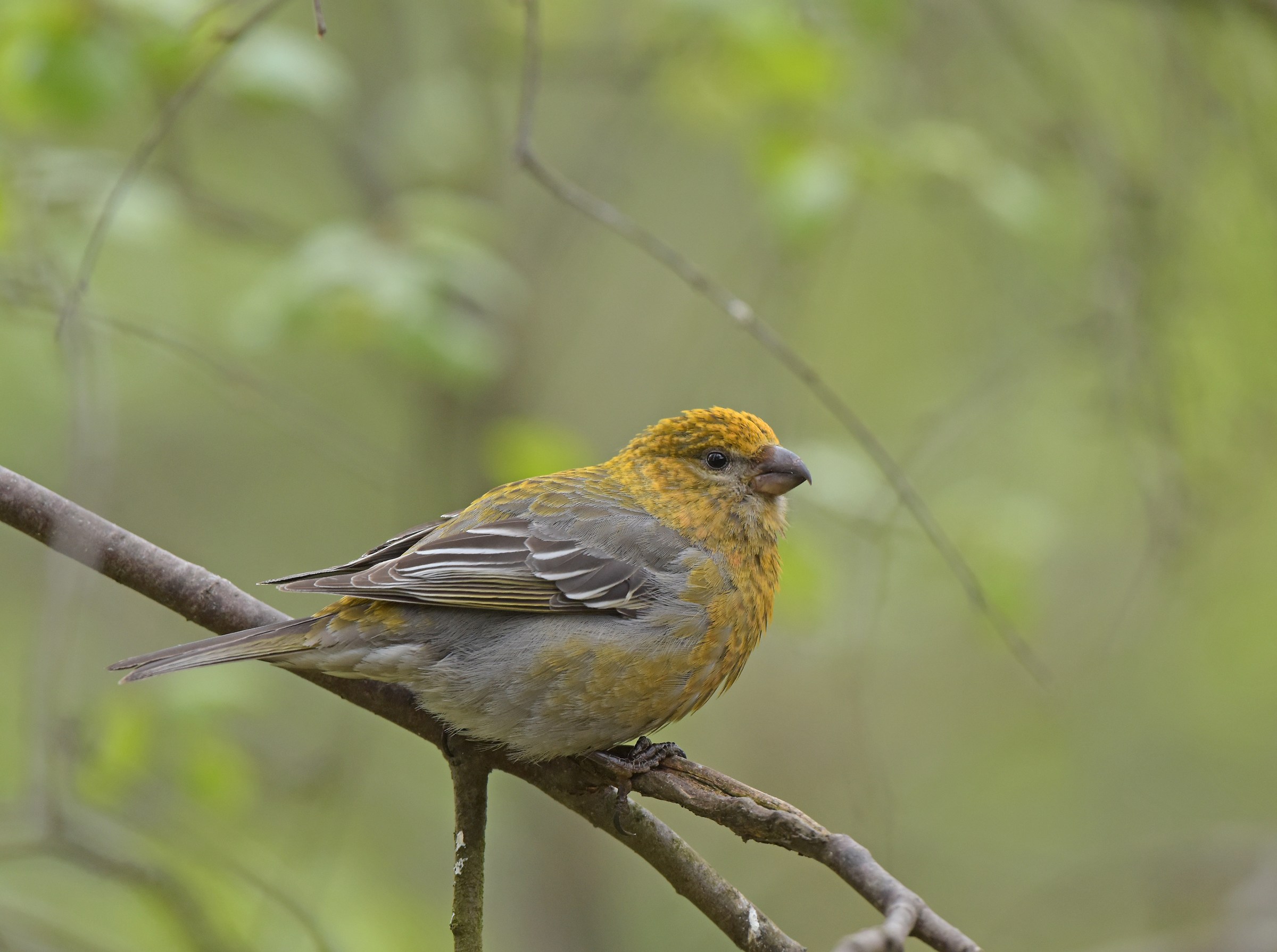 ciuffolotto d. pinete