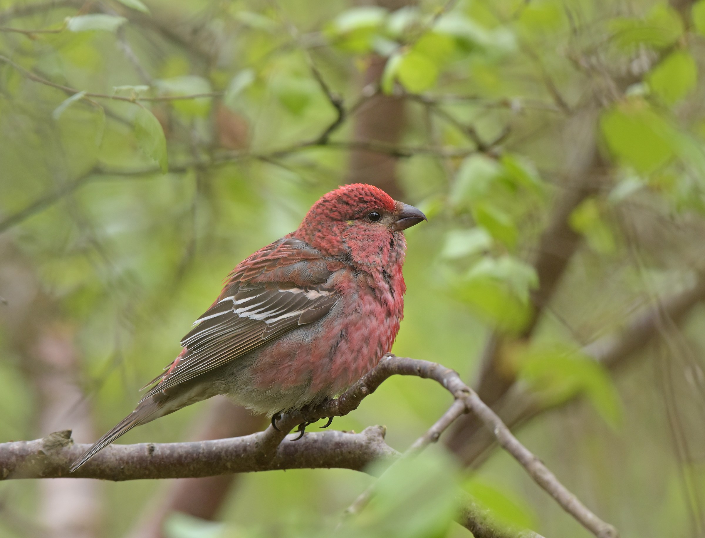 ciuffolotto delle pinete