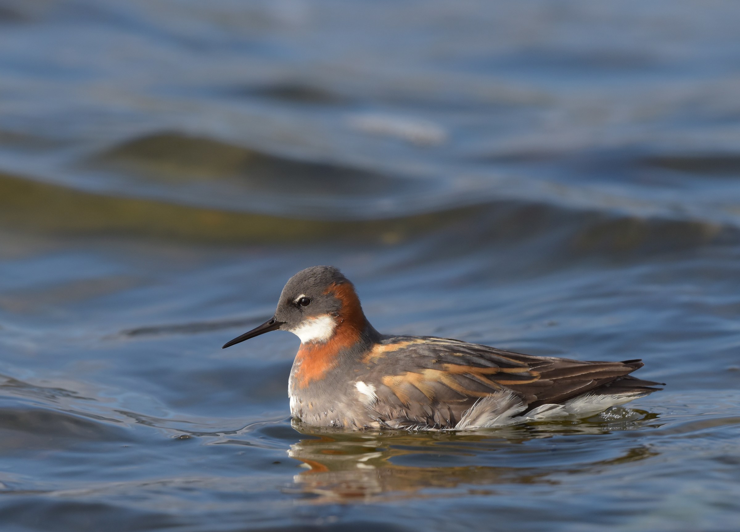 falaropo beccosottile