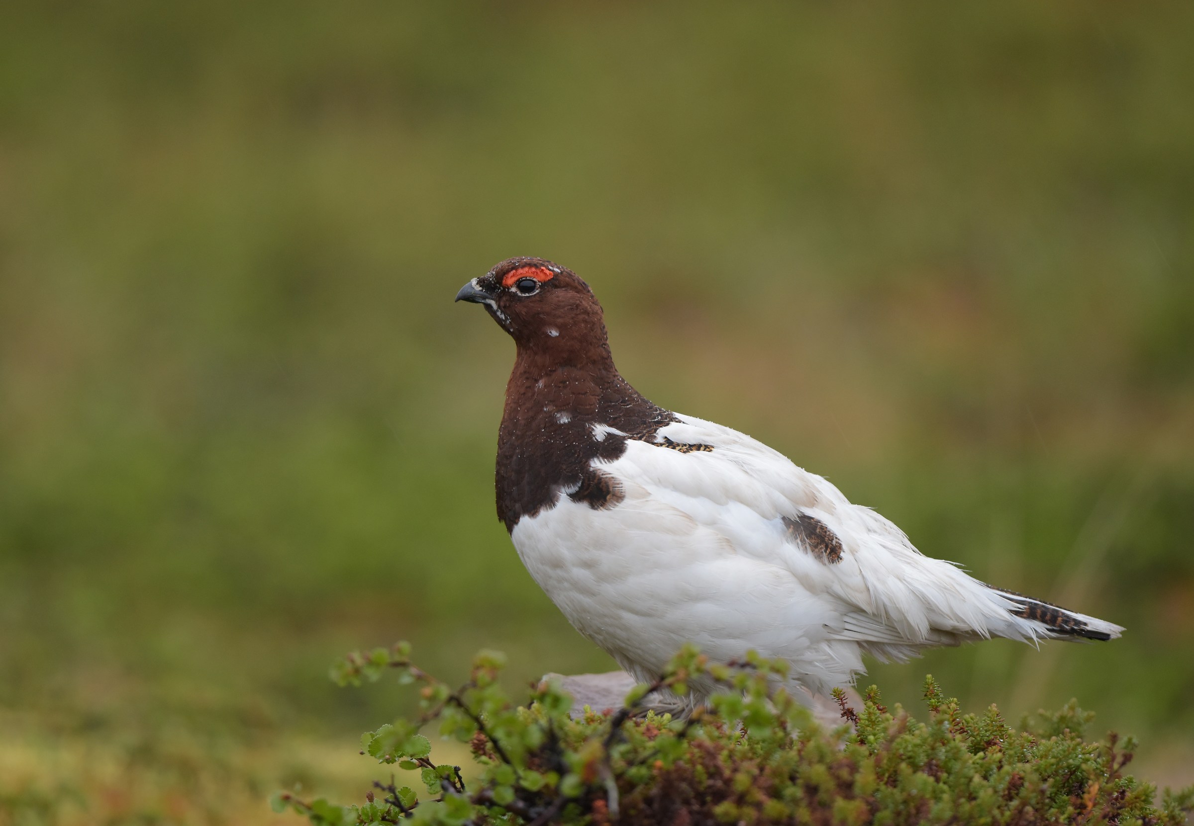 pernice bianca nordica