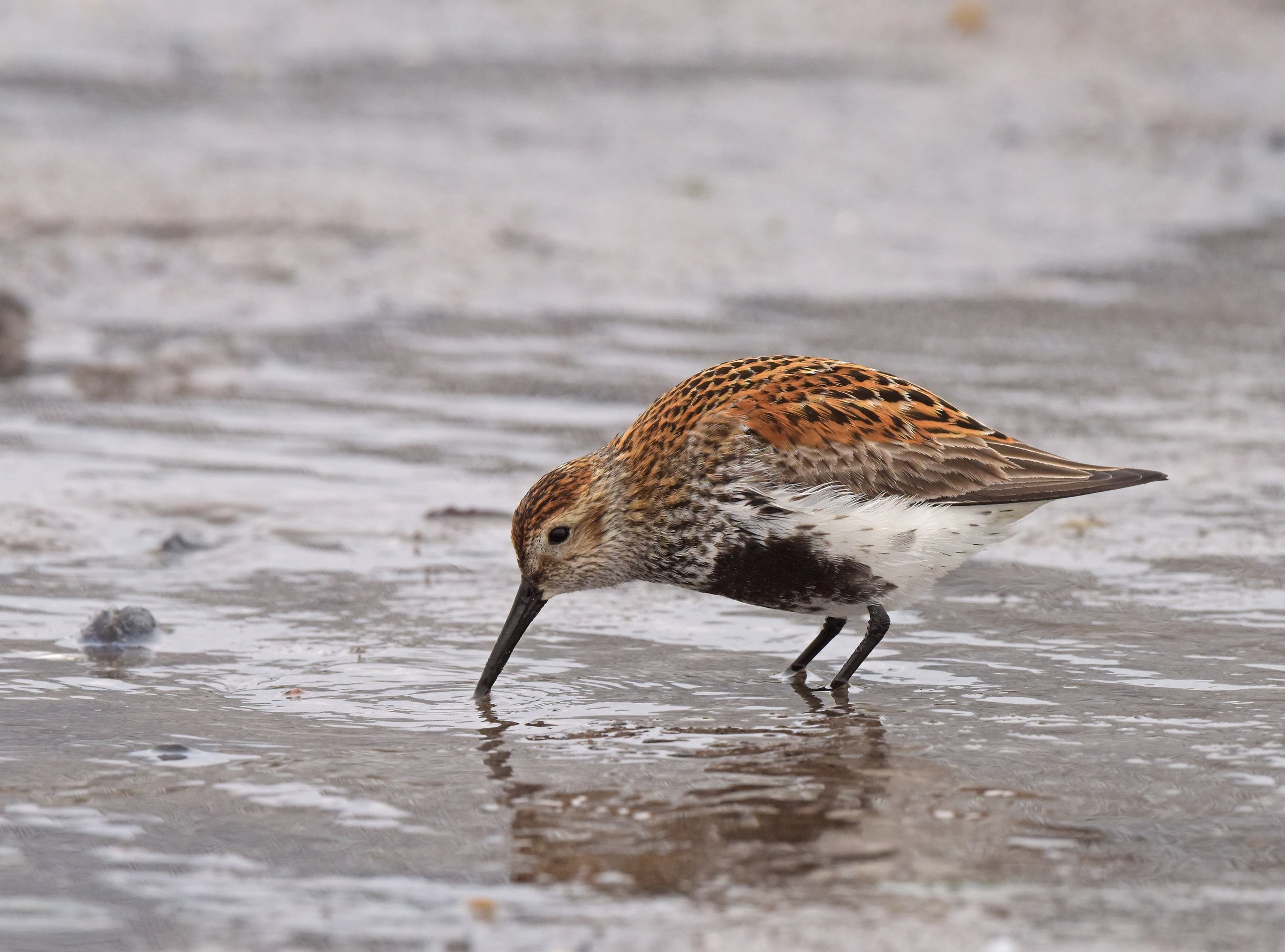 piovanello pancianera