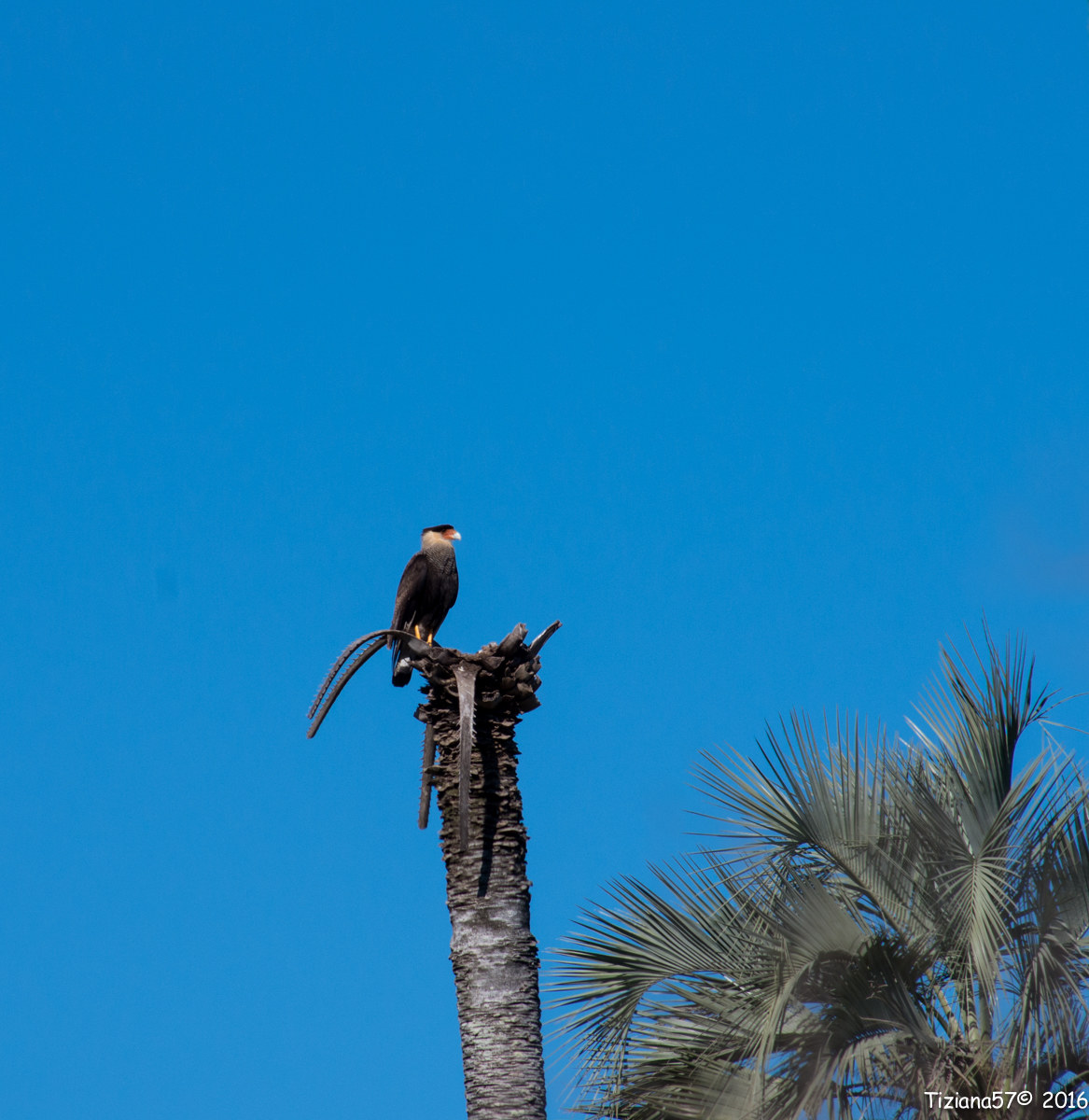 crested Caracara
