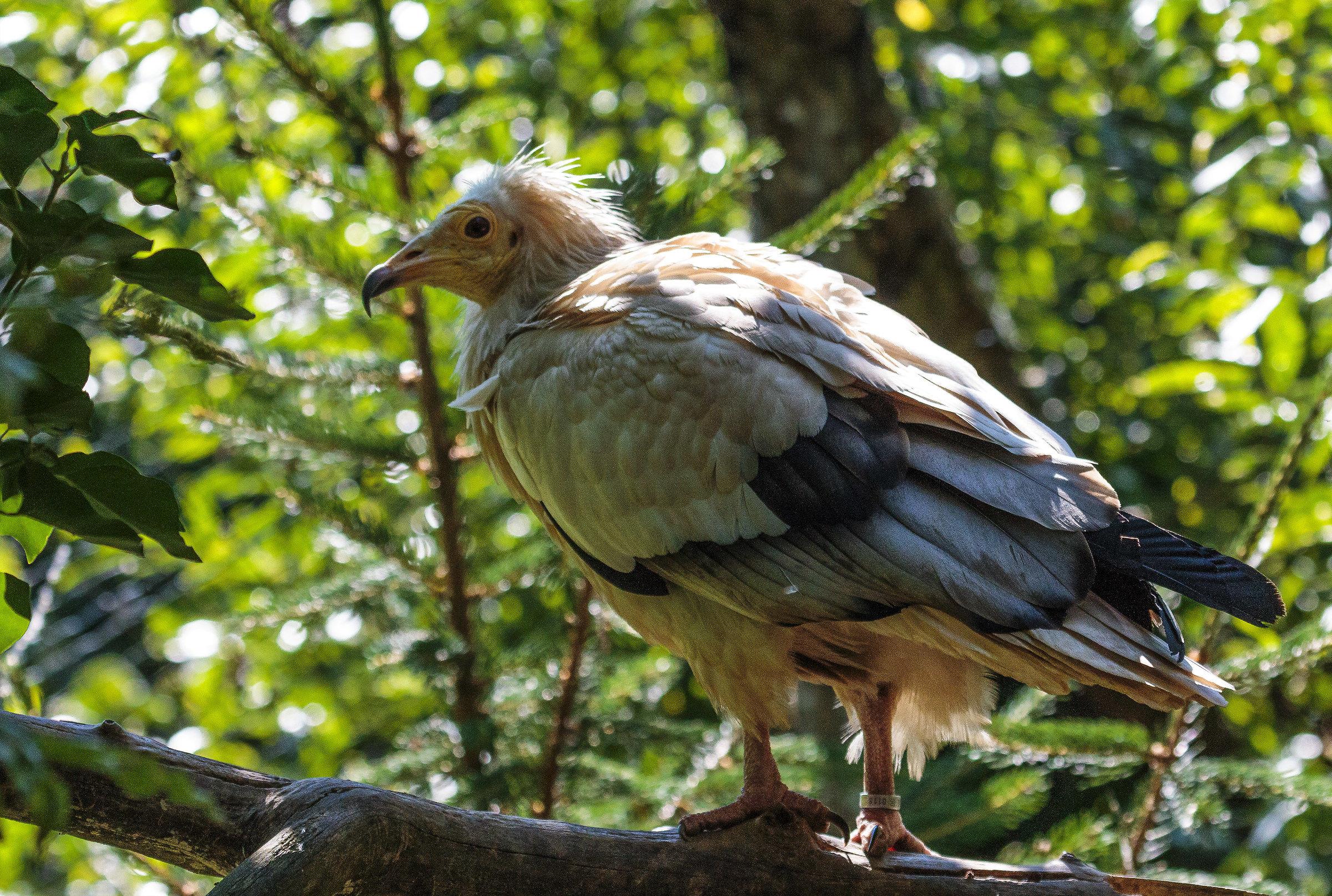 Egyptian vulture.