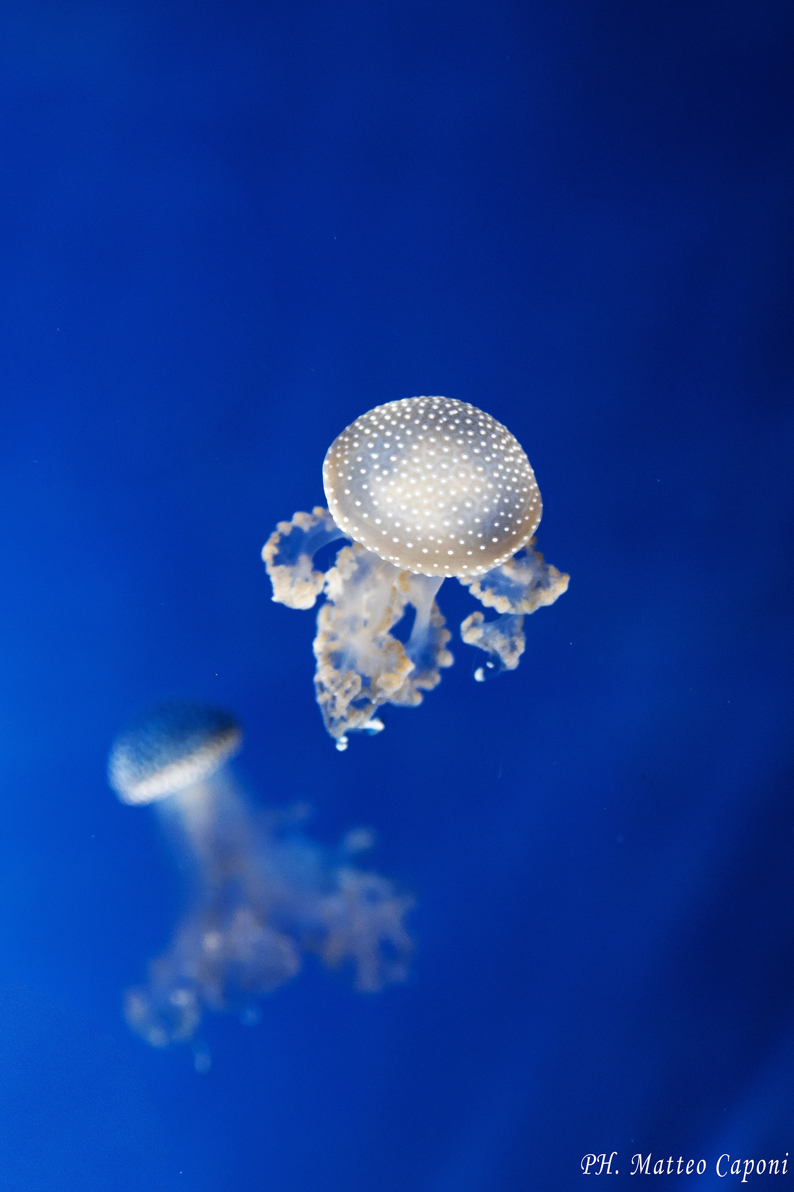 White Spotted Jellyfish