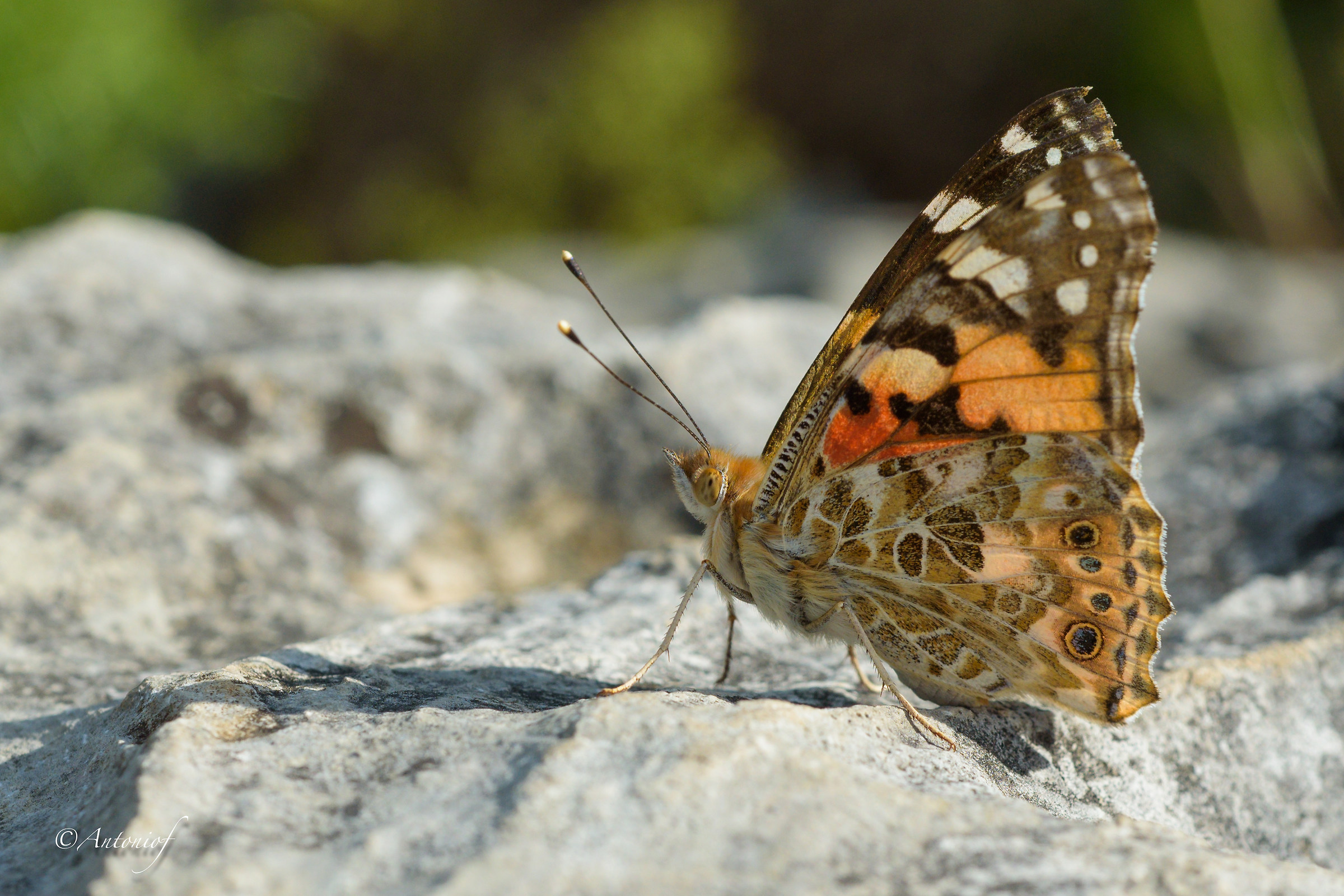 Vanessa cardui