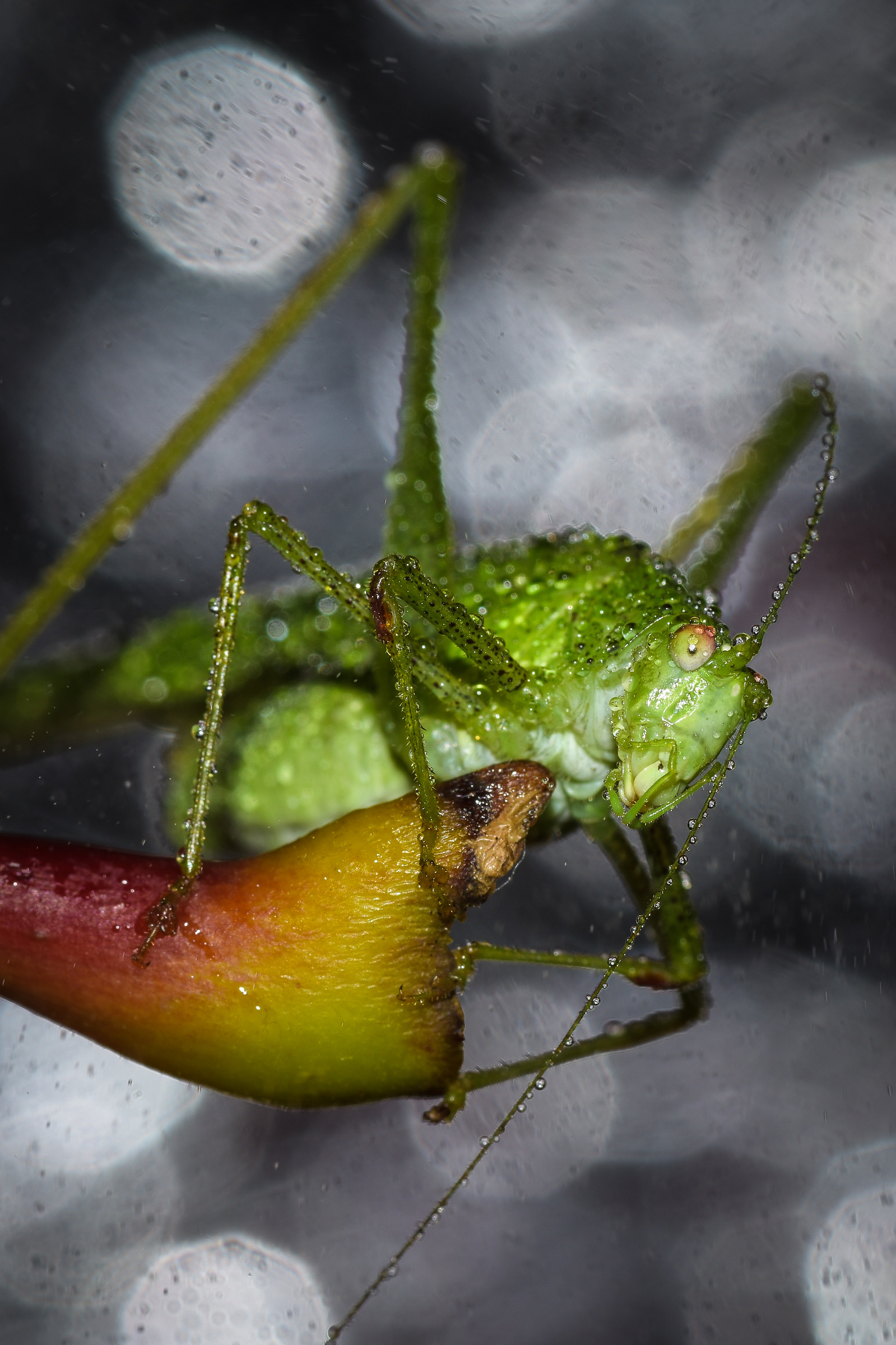 frinendo sotto la pioggia