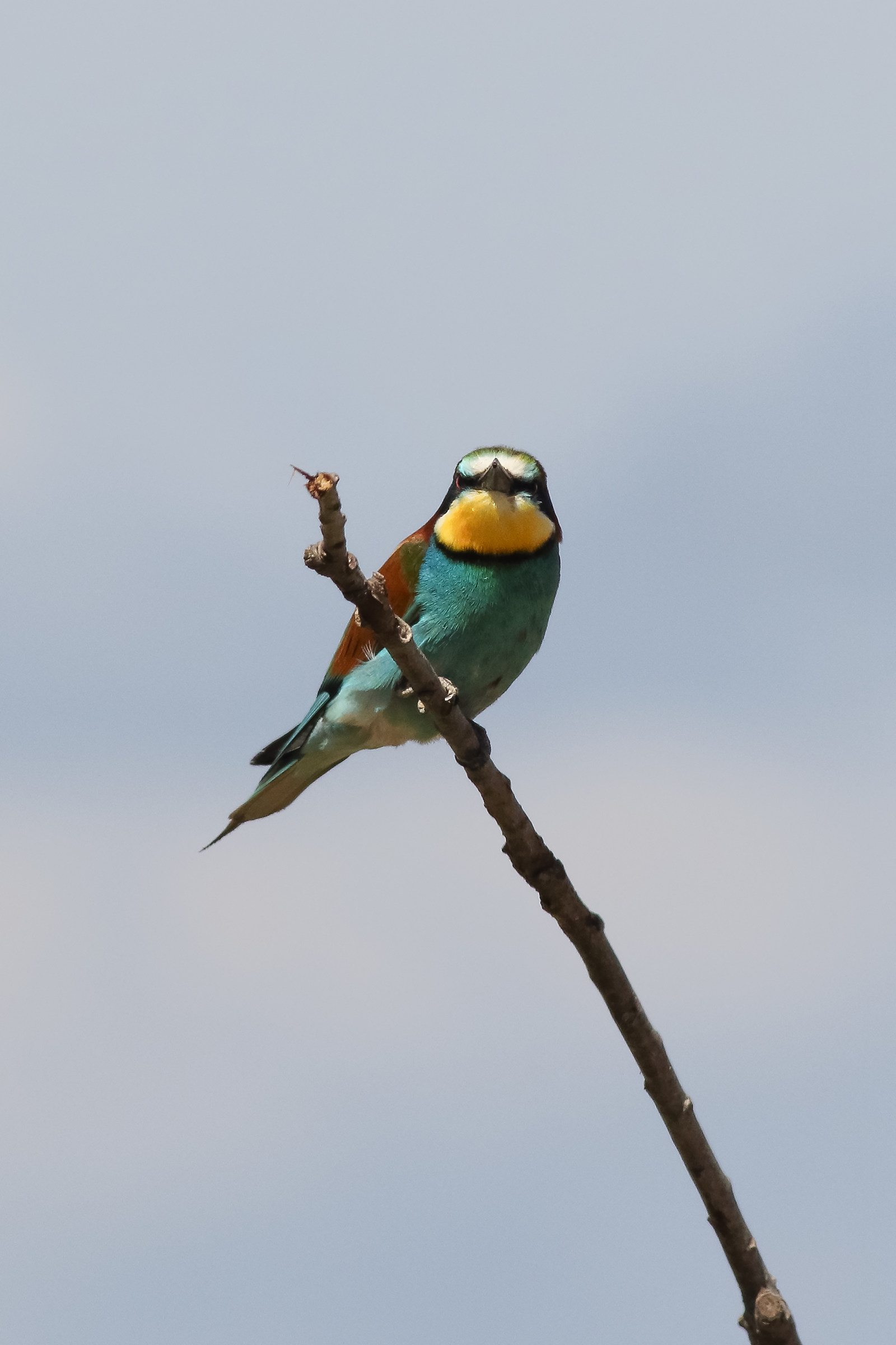 Bee-eater from the bottom