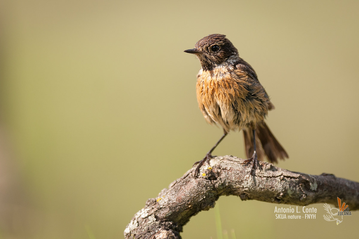 stonechat
