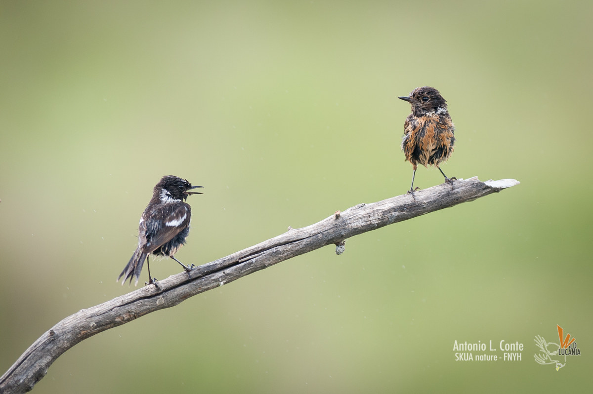 stonechat 2_2