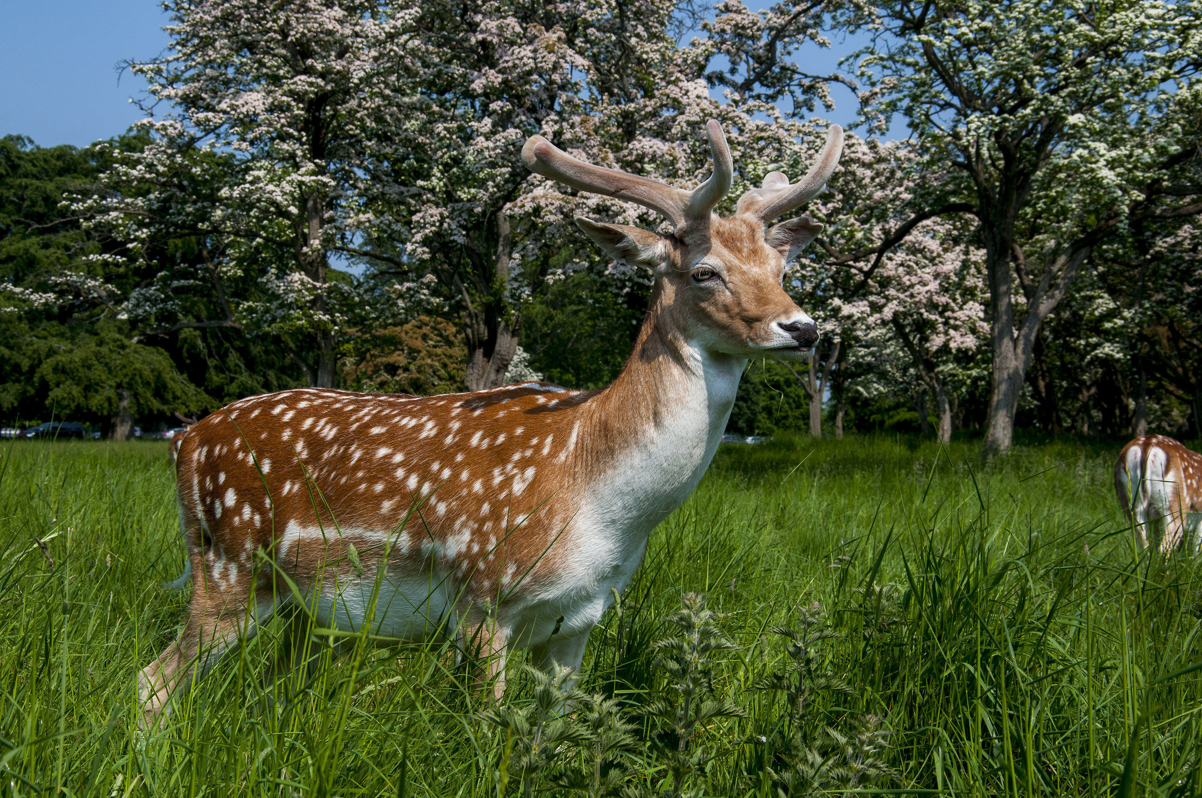 waiting for the carrot, Phoenix Park - Dublin