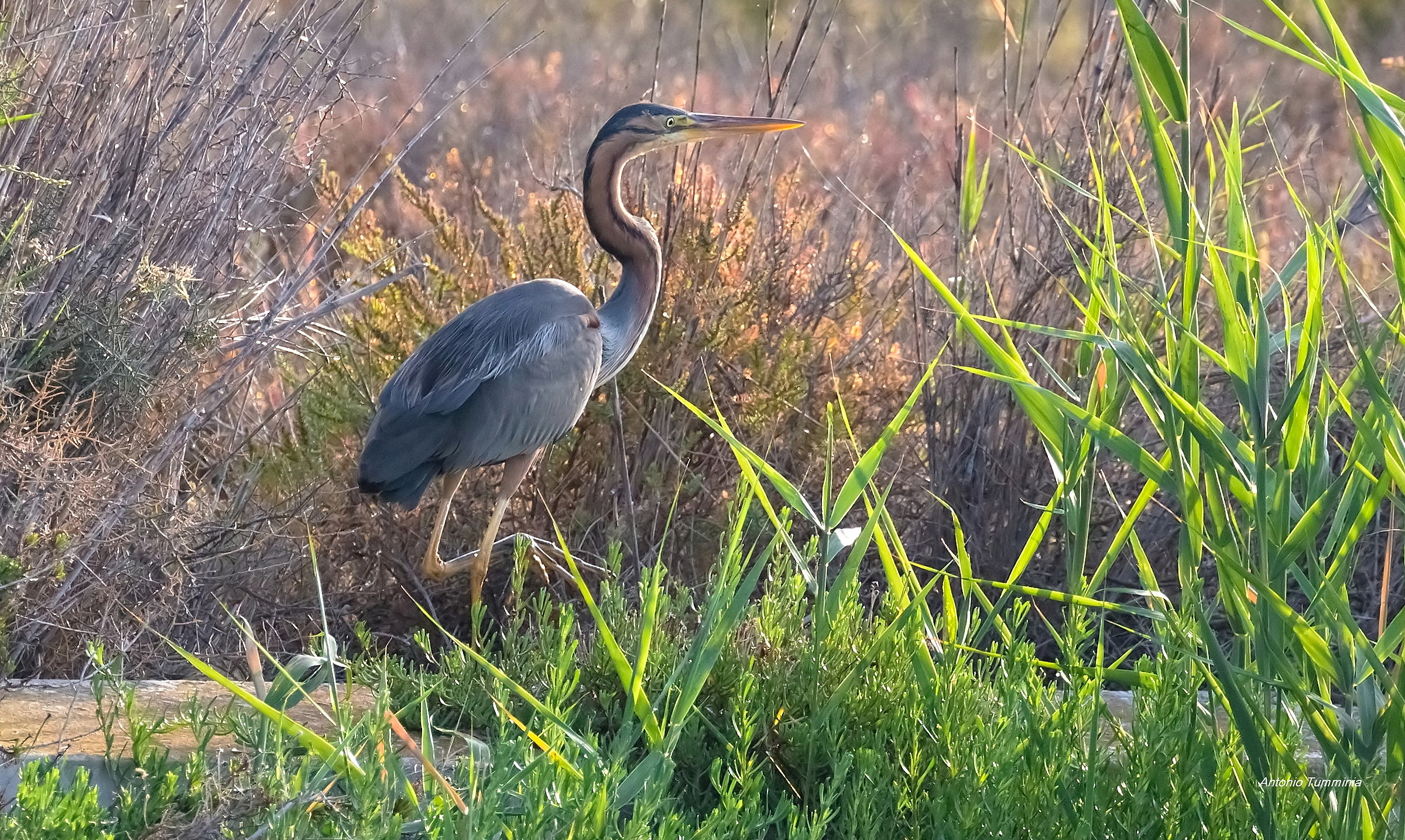 Heron Ardea purpurea red-