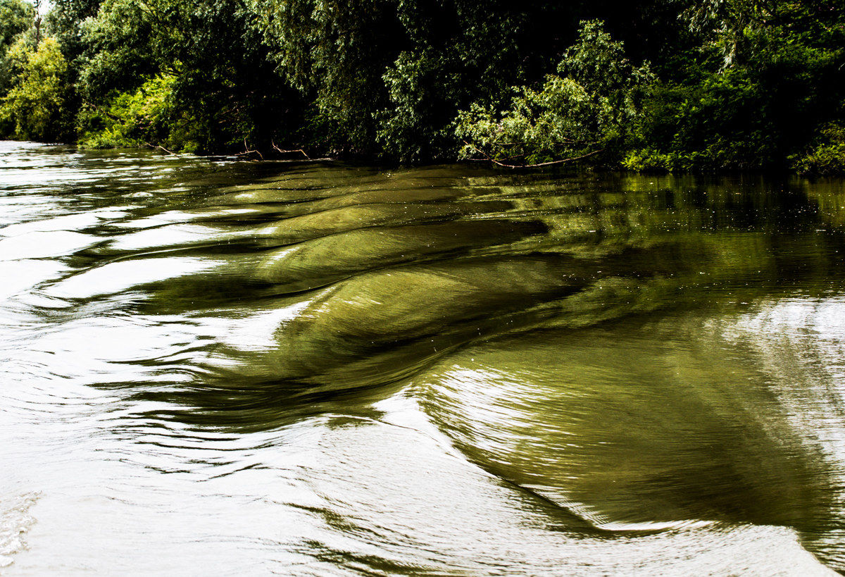 Delta del Po-disturbing presences