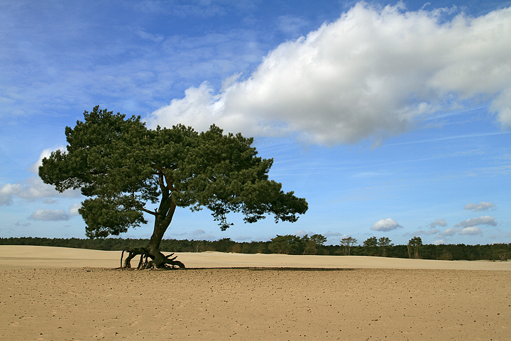 Soesterduinen, Paesi Bassi
