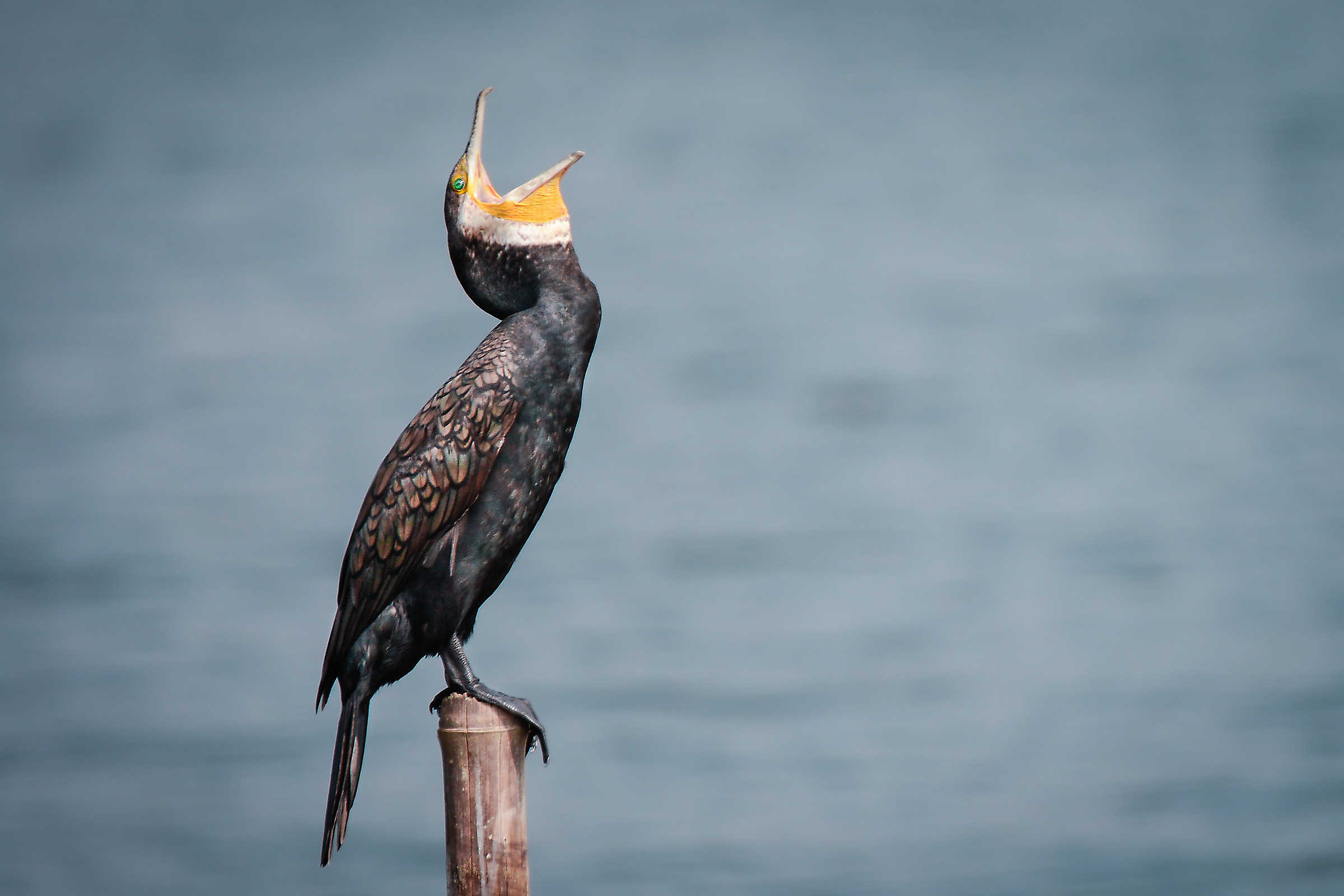 Great Cormorant