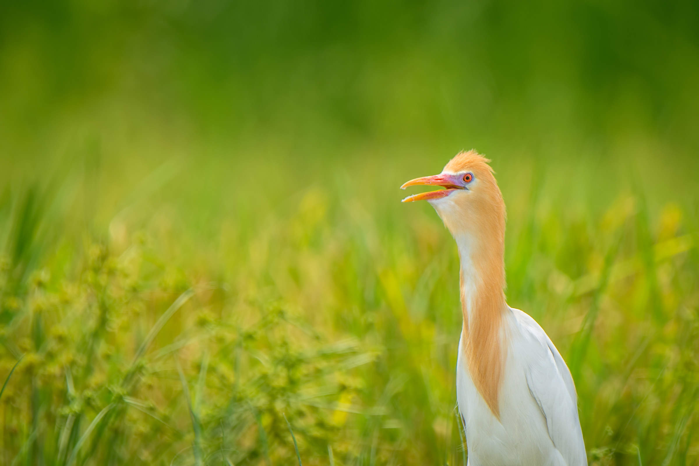 Cattle Egret