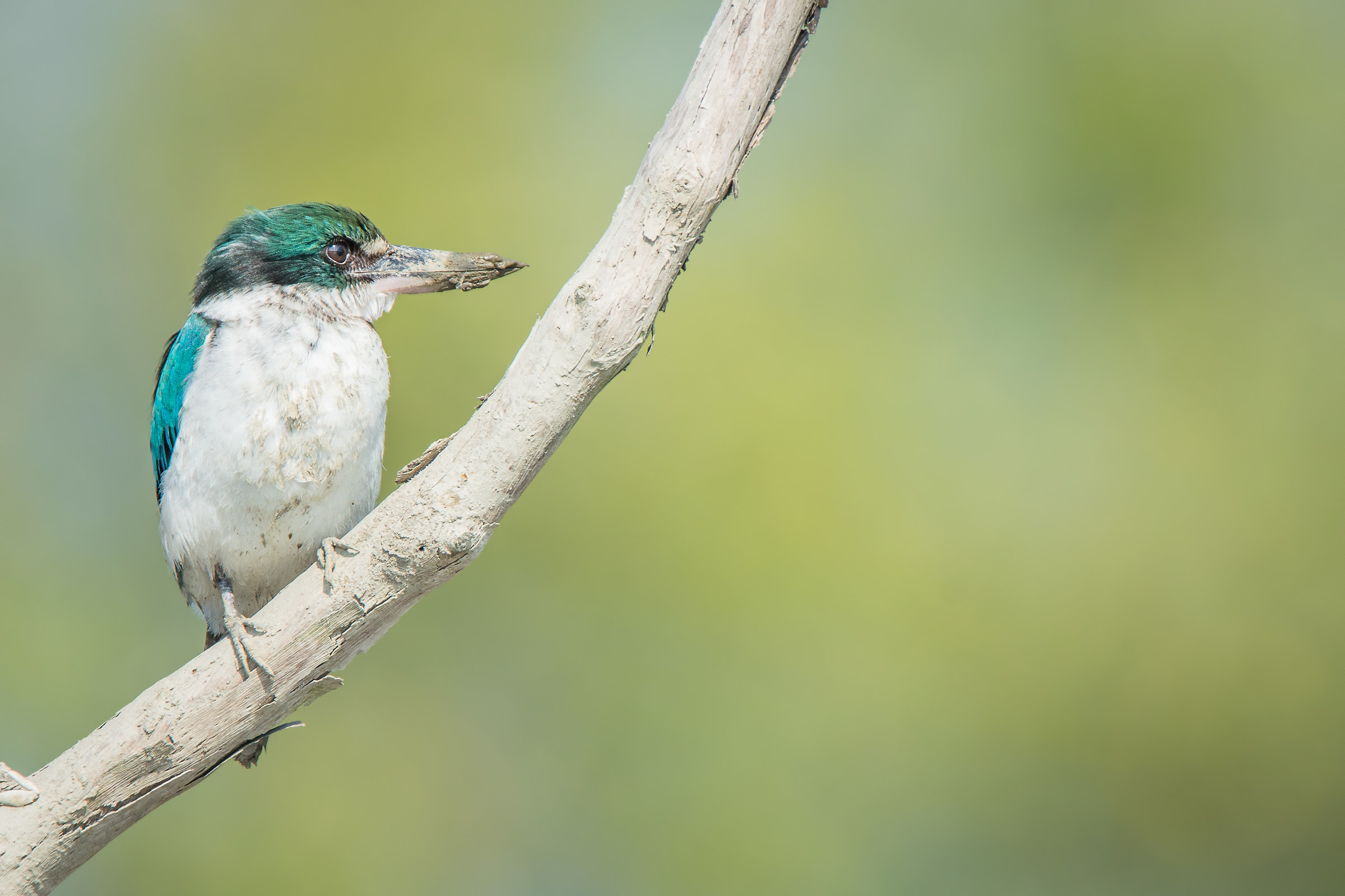Collared Kingfisher