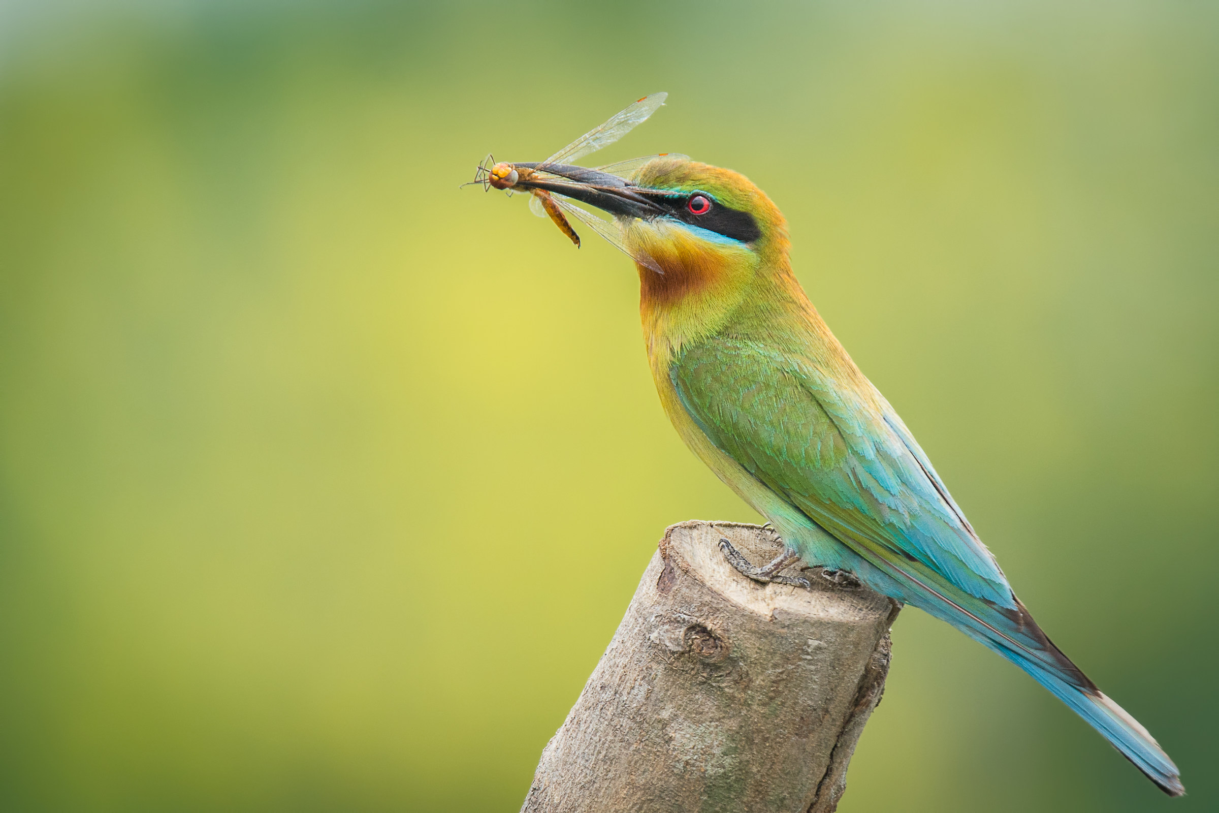 Blue-tailed bee-eater