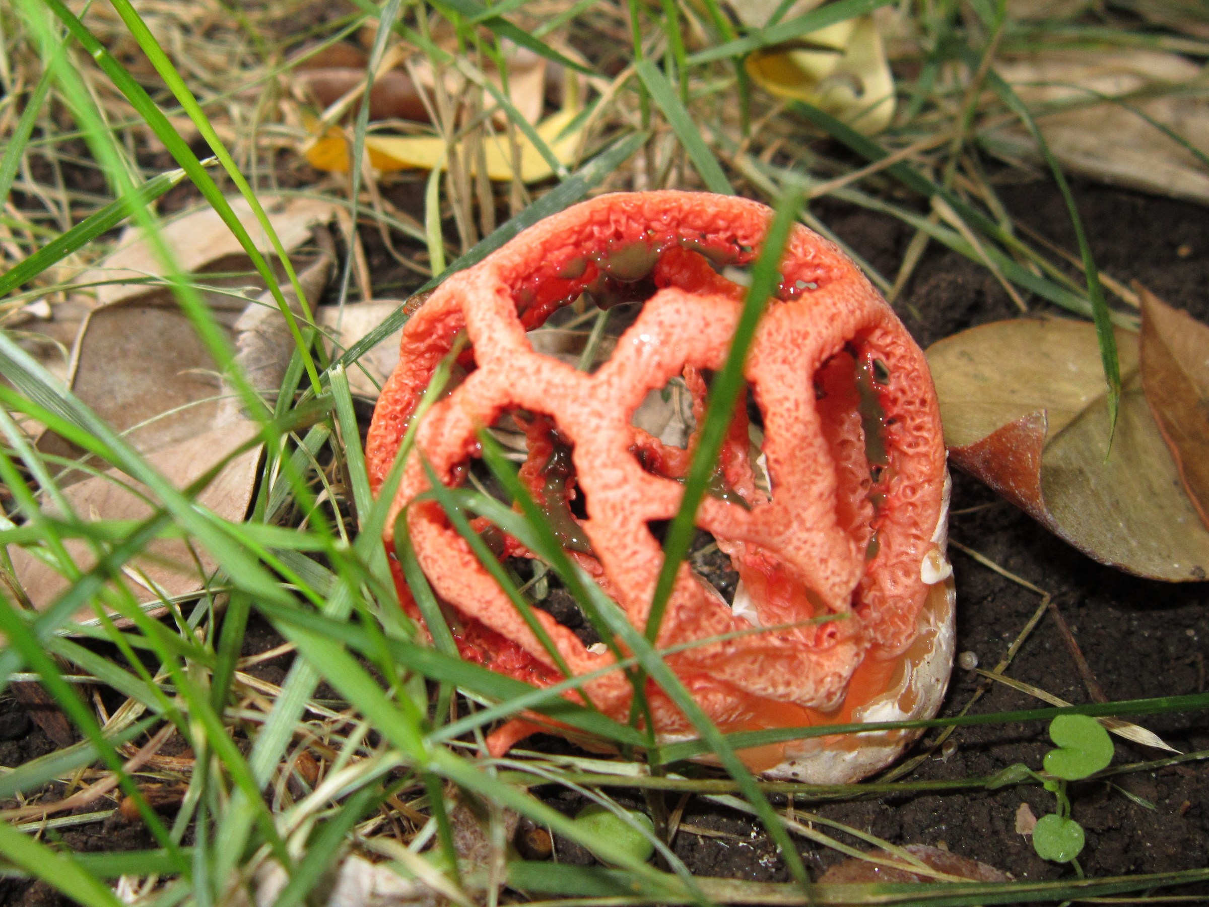 "Alien" fungus (Clathrus ruber)