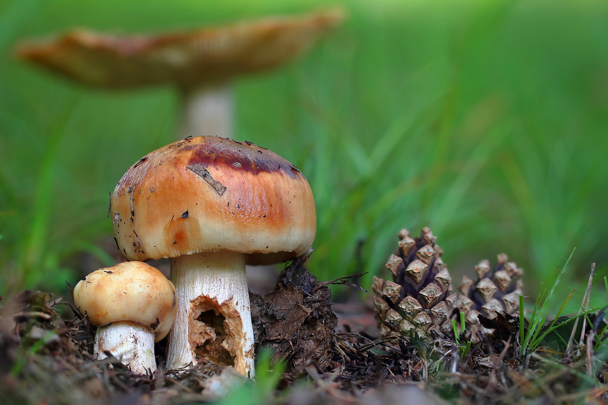 My Fair Lady (Russula foetens)