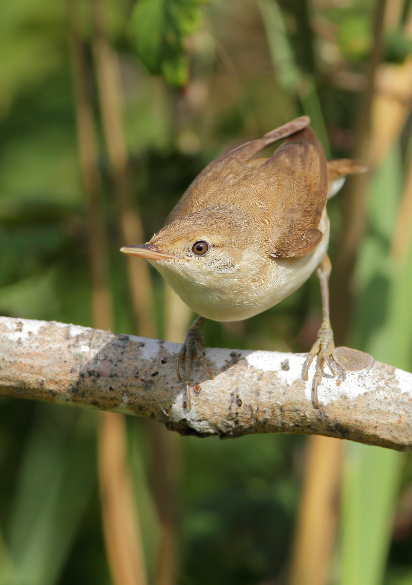reed warbler