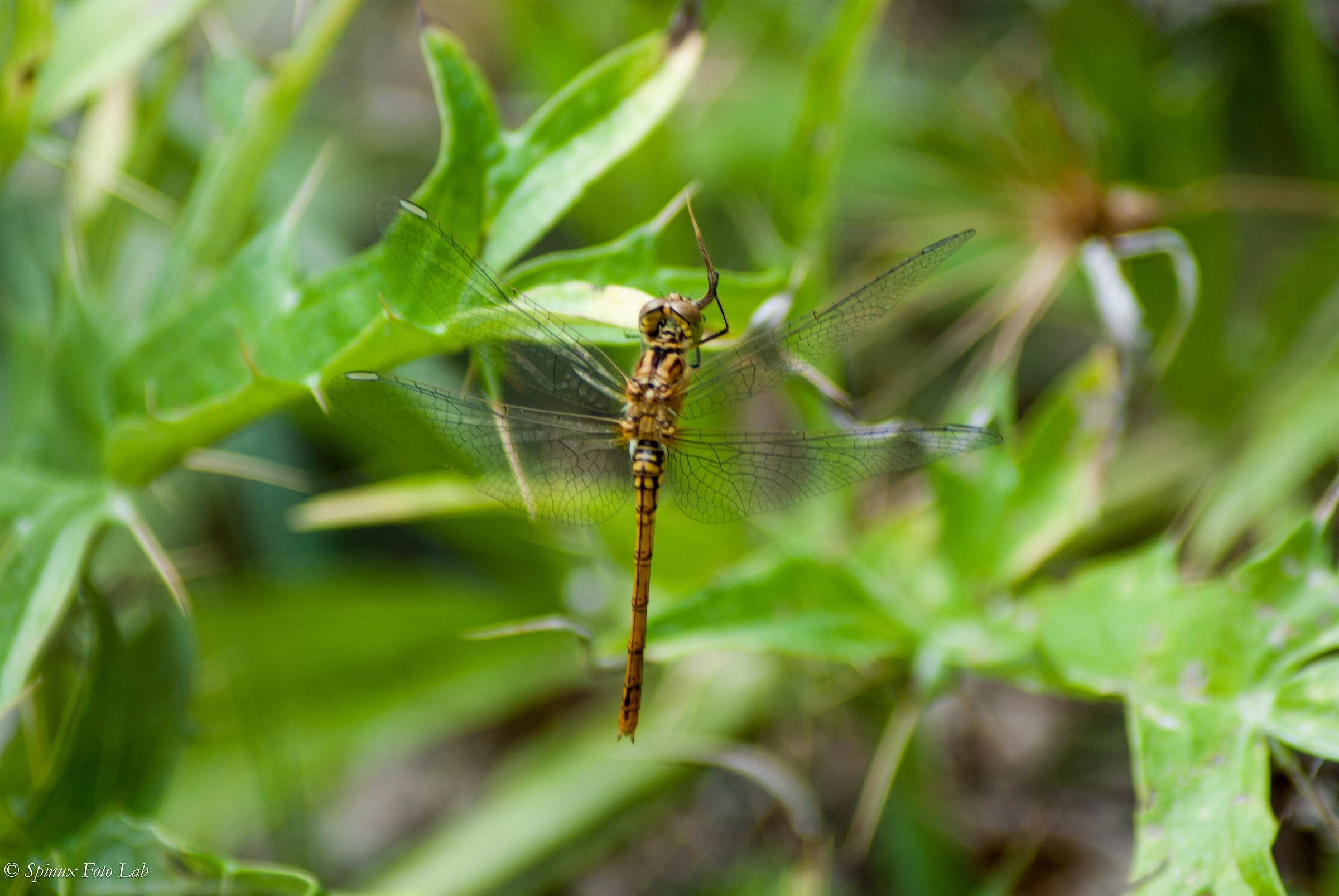 libellula 3
