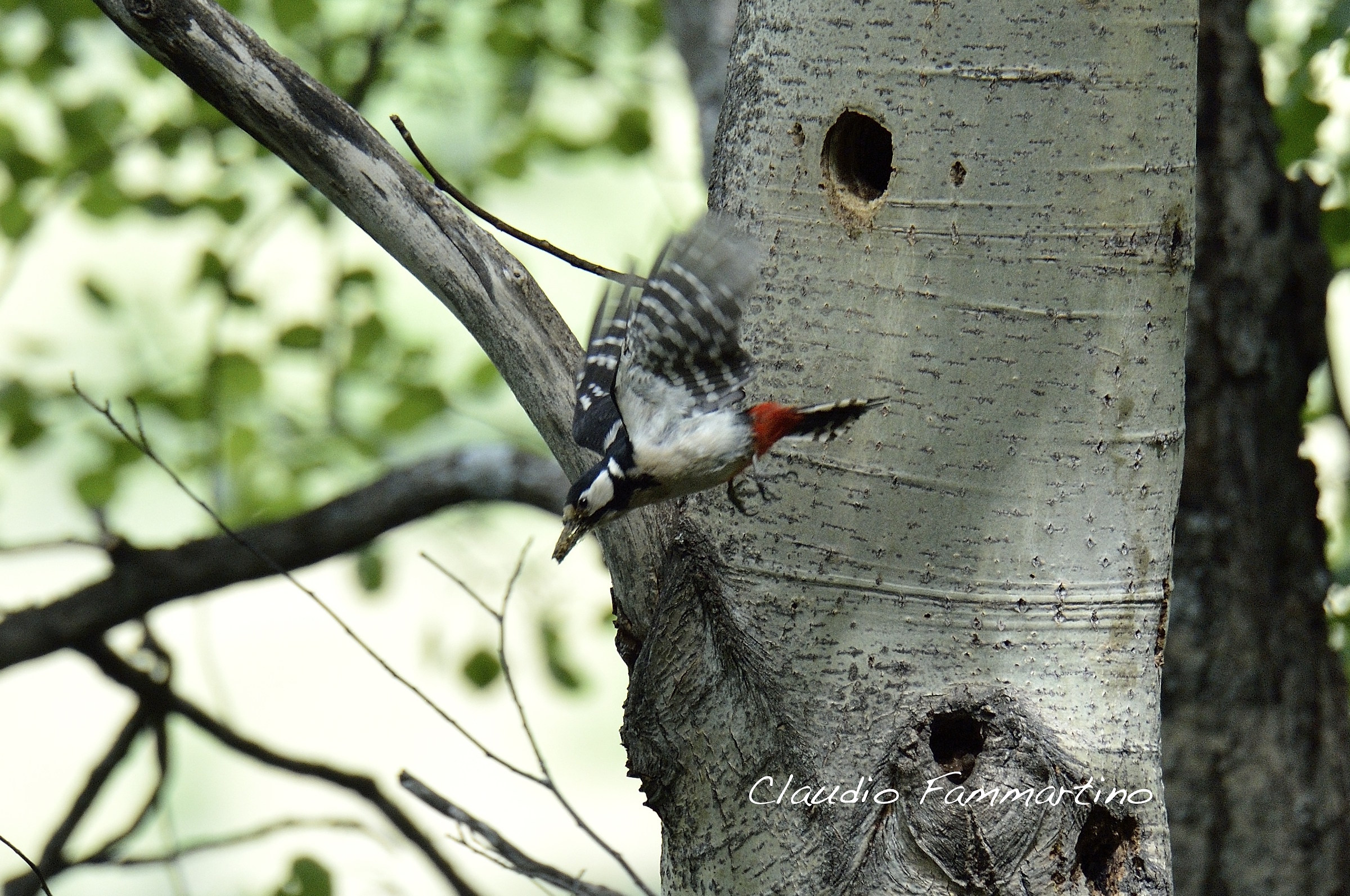 woodpecker