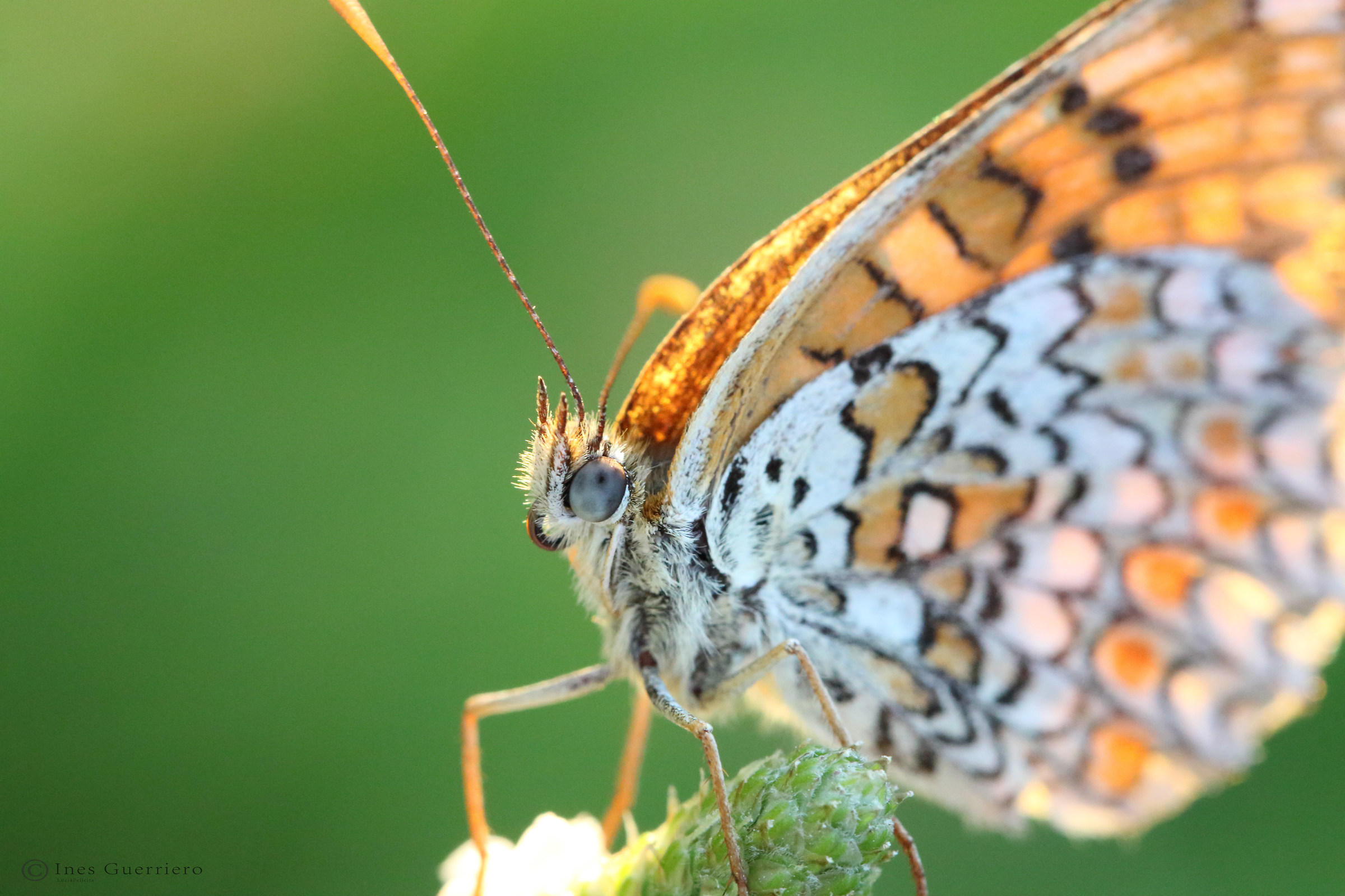 Melitaea didyma