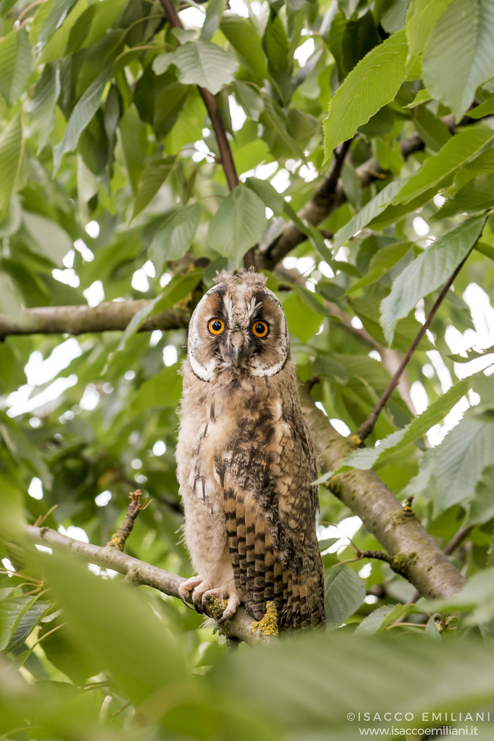 Pullo di Gufo Comune/Long eared owl/Asio otus