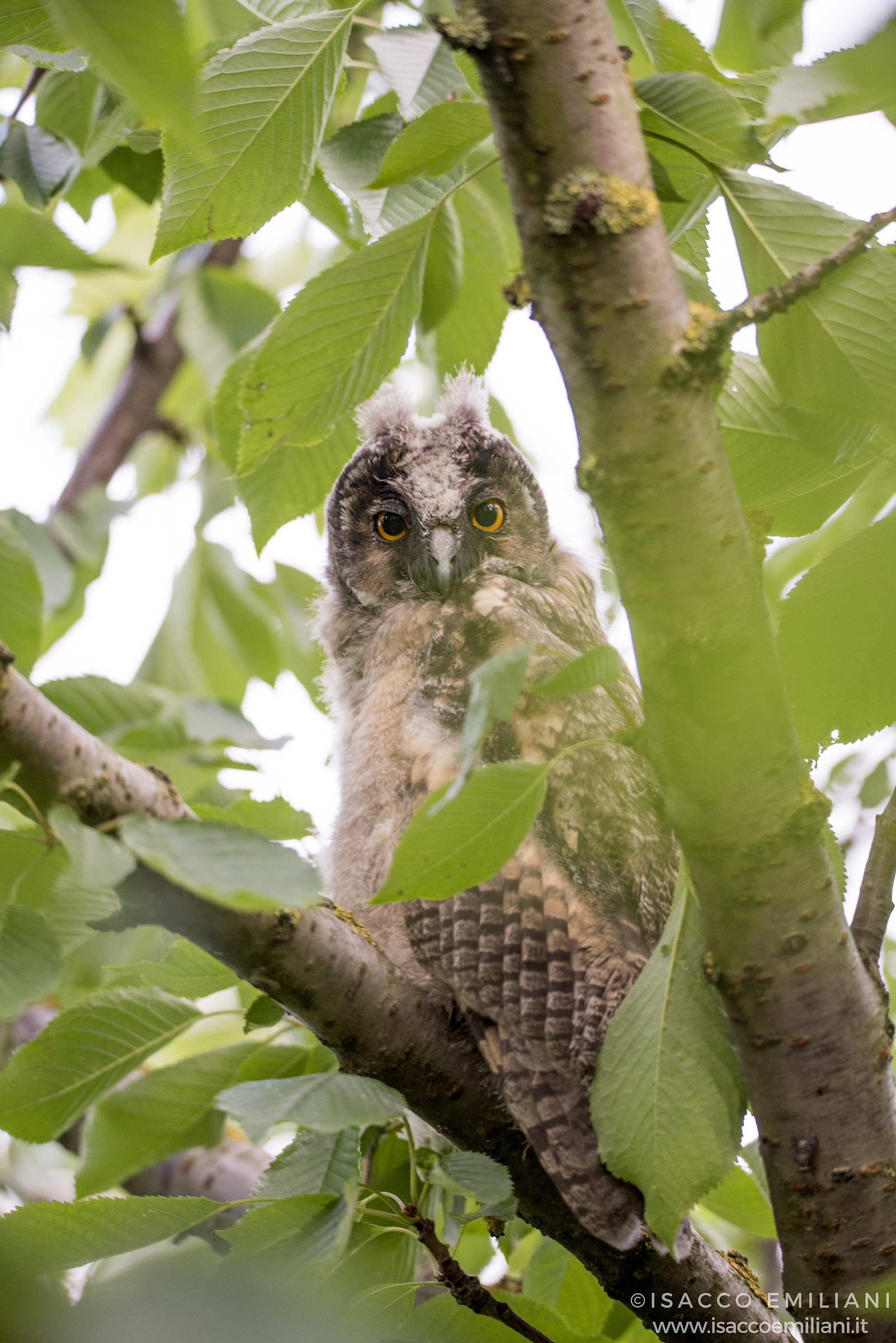 Pullo di Gufo Comune/Long eared owl/Asio otus