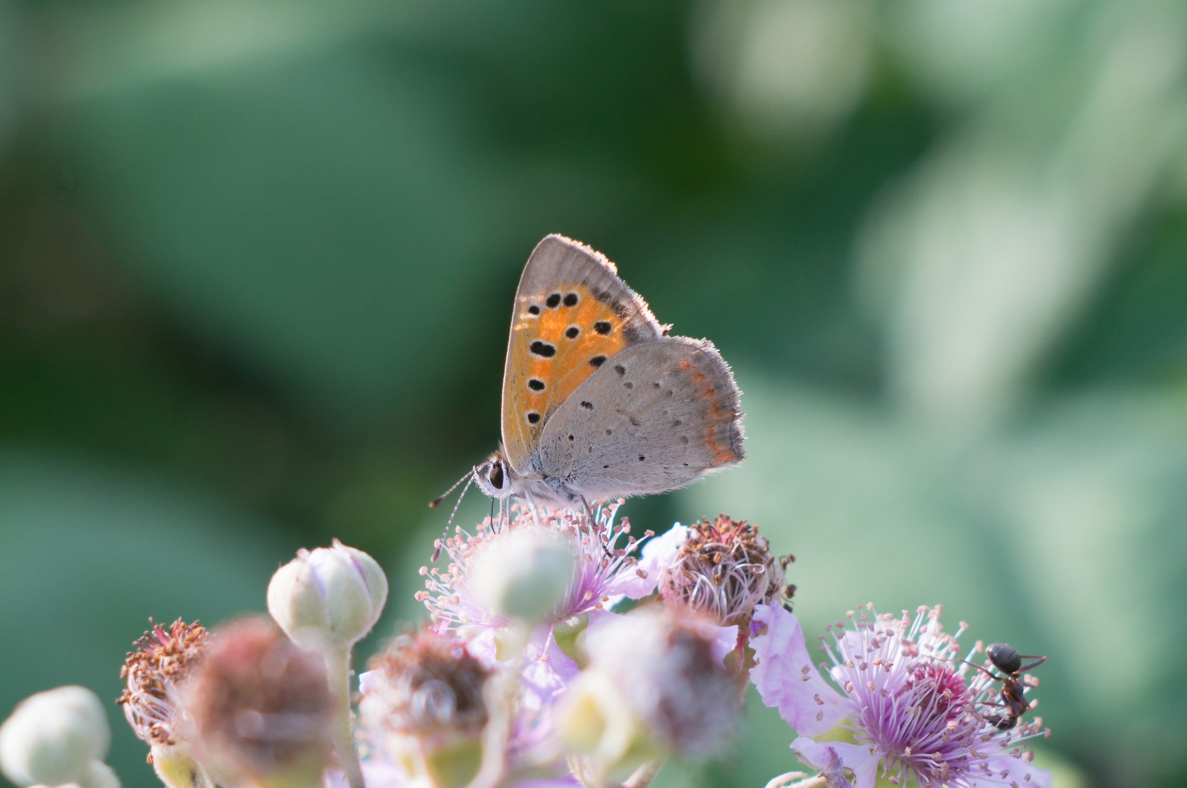 Phleaes on blackberries