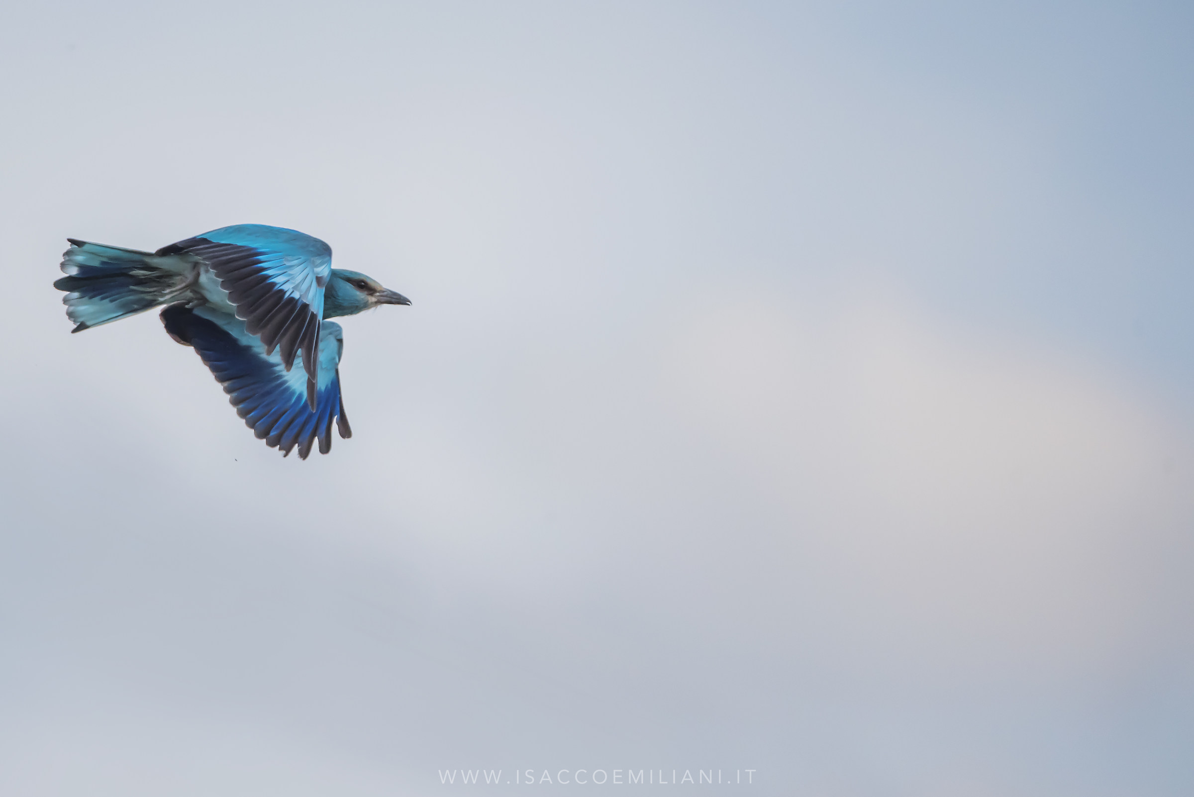 in volo si notano tutti i suoi magnifici cololori