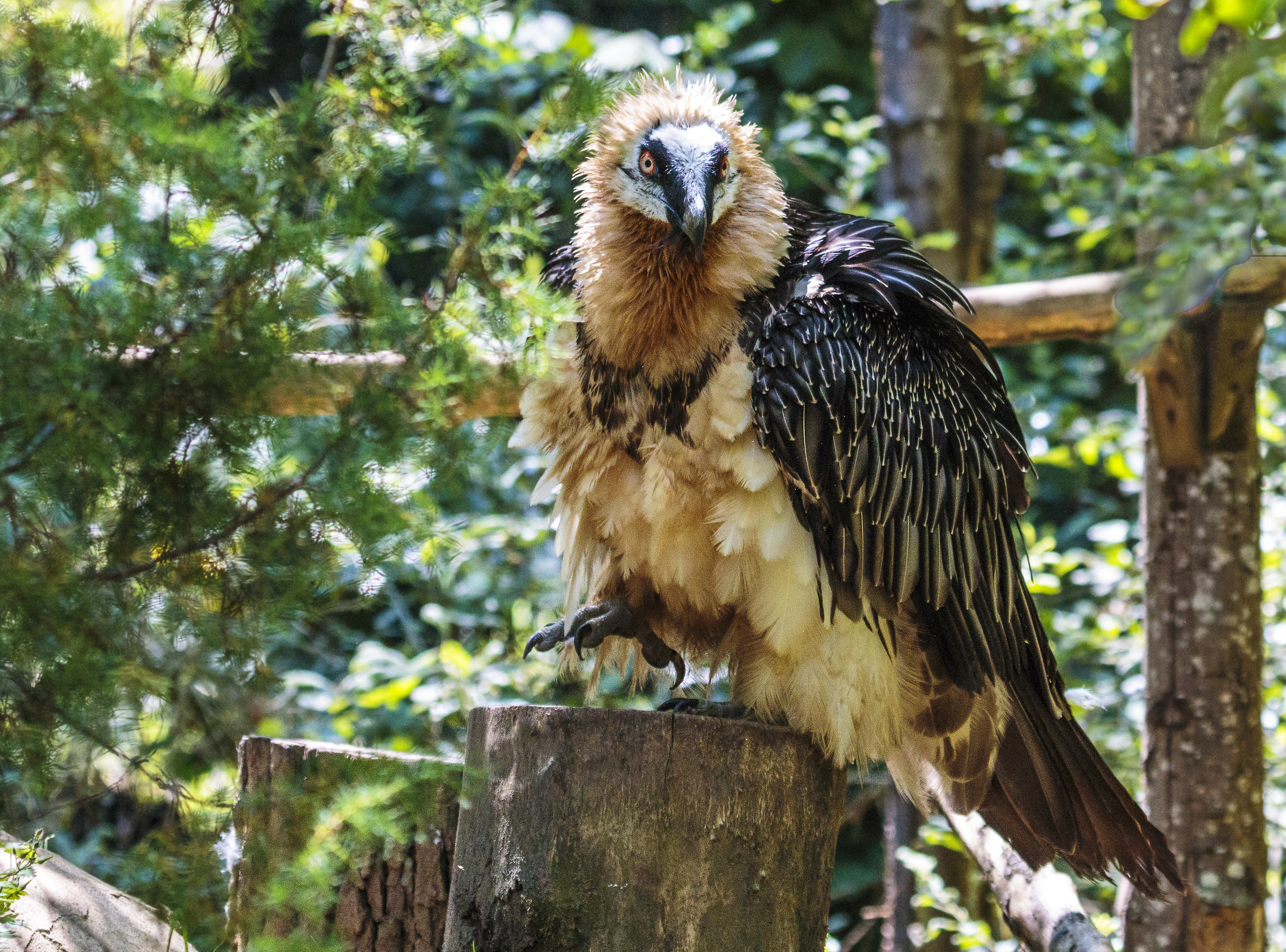 Bearded Vulture.