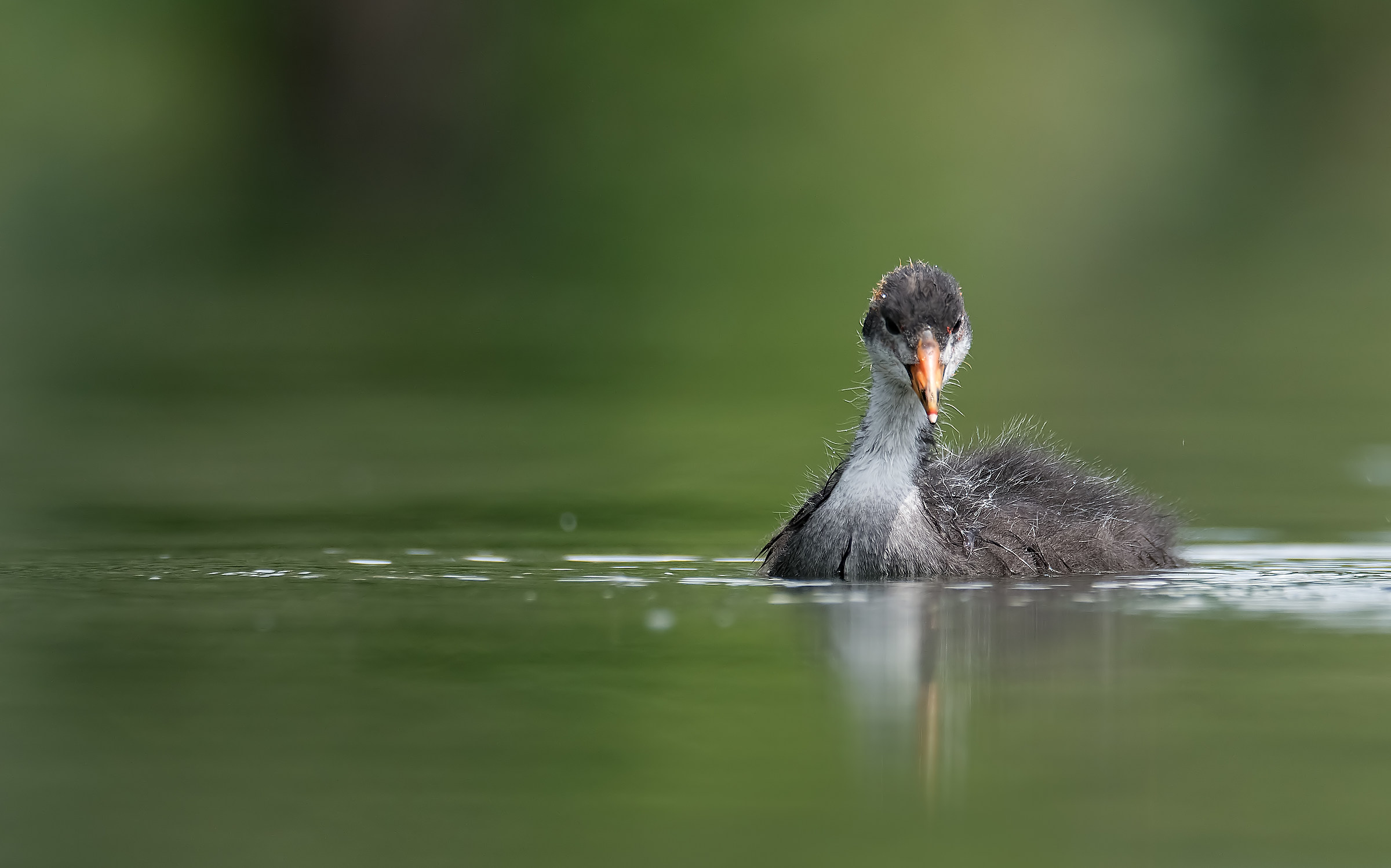 Pullo di Folaga (Fulica atra Linnaeus, 1758)