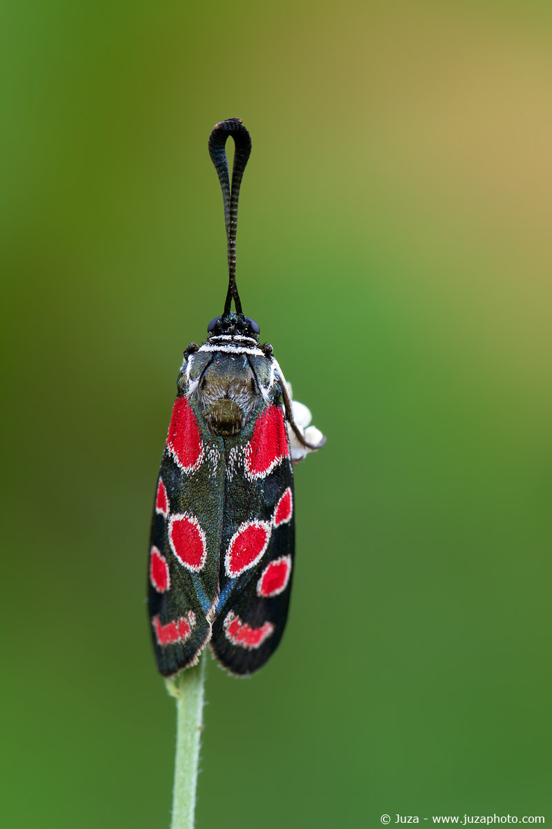 Zygaena carniolica, 015727