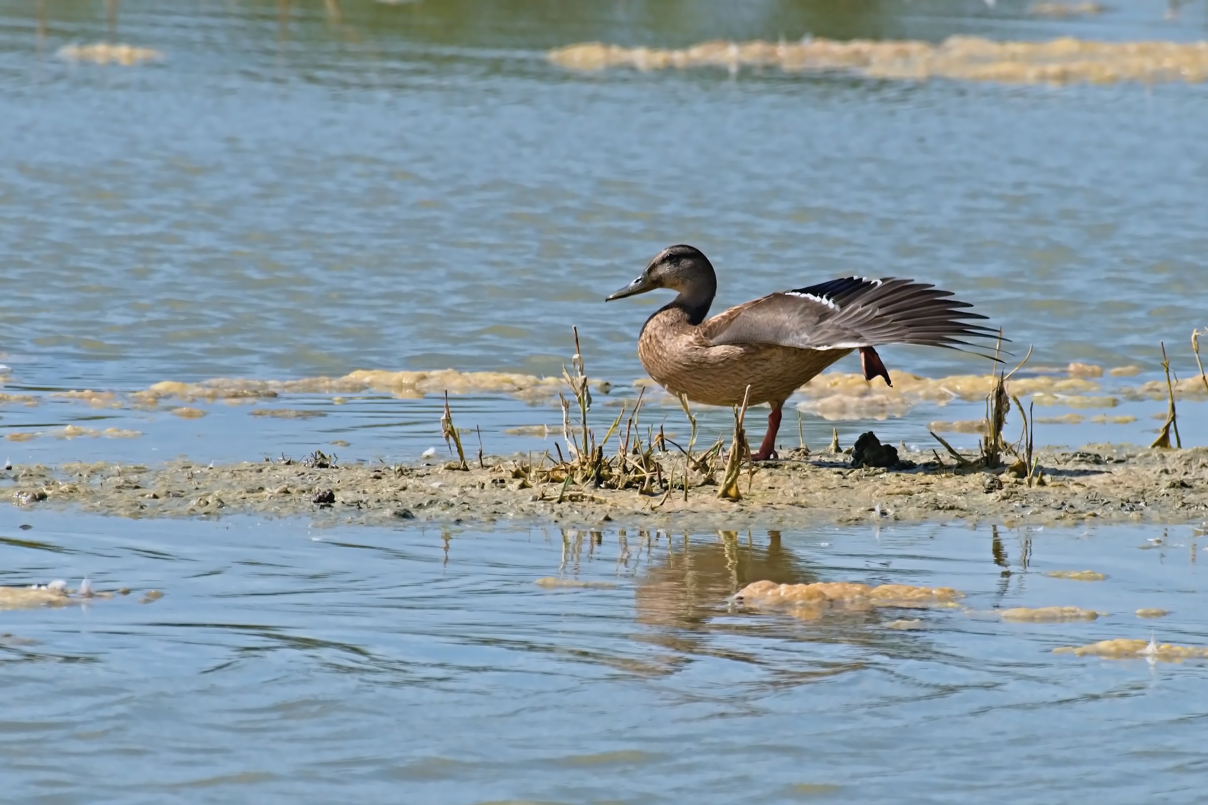 Germana in stretching
