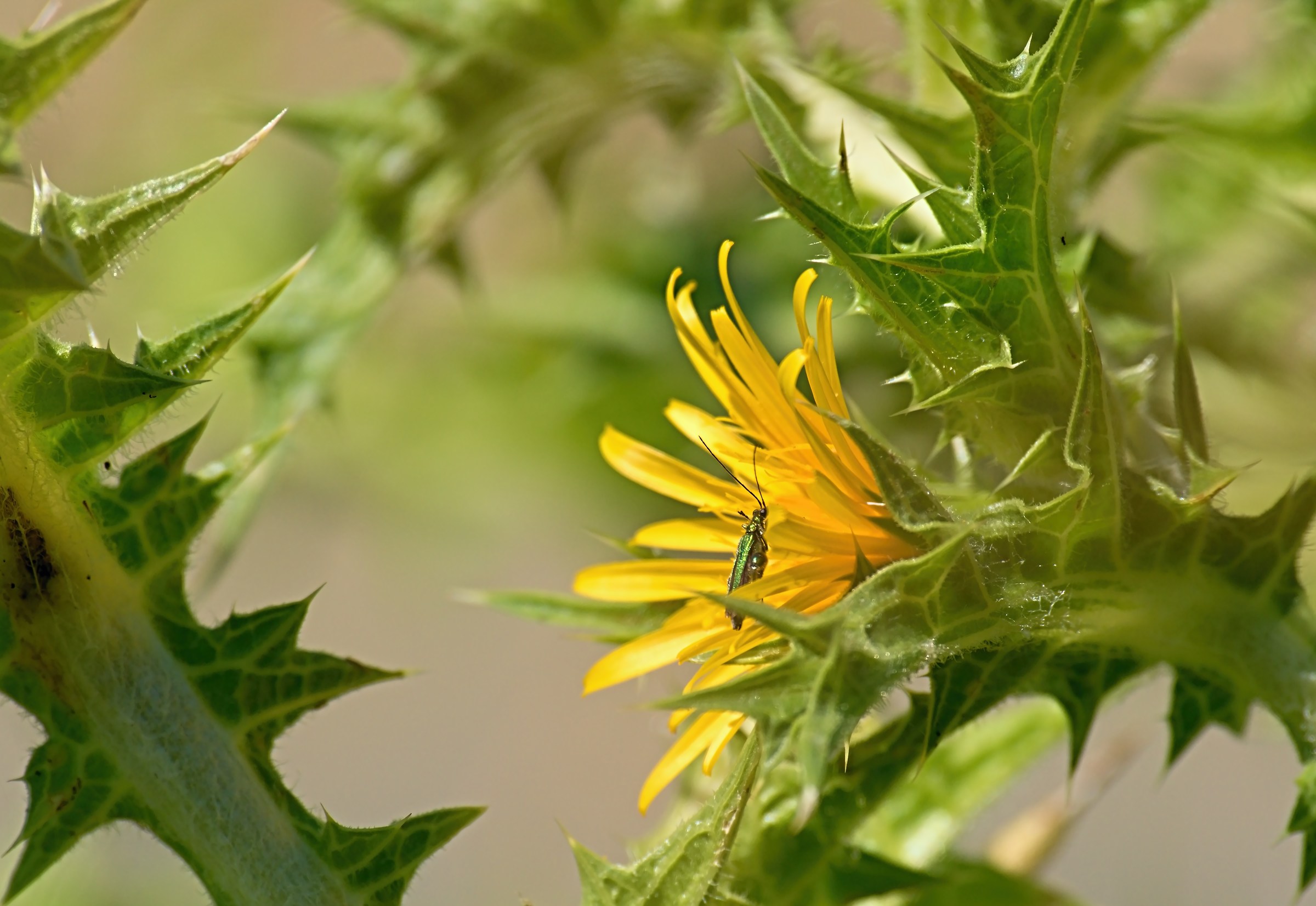 Thistle flower