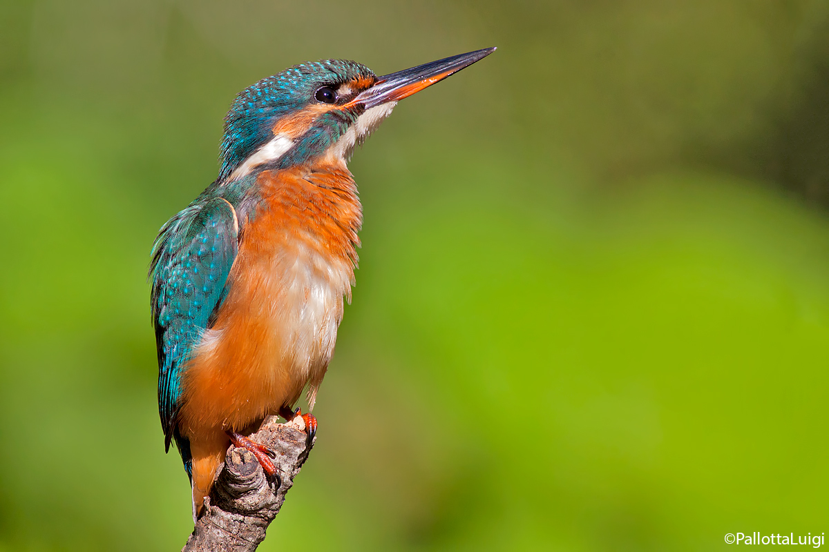 Kingfisher (Alcedo atthis)