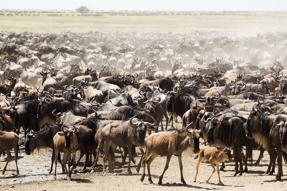 la grande migrazione
