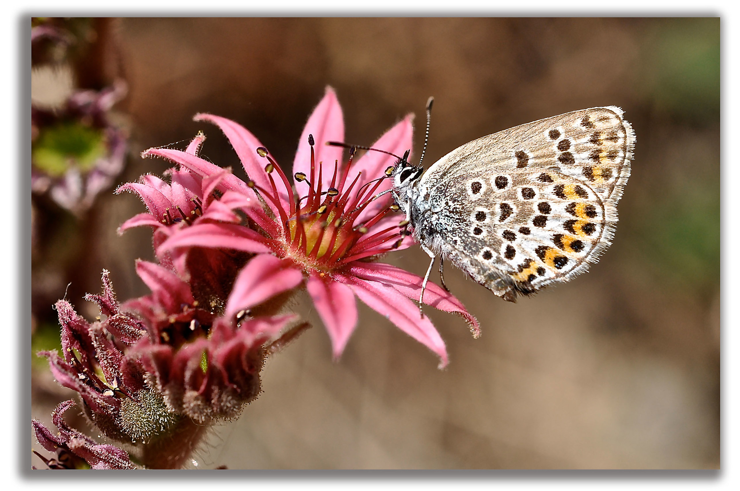 Nikon D90  ott. Nikon 60 mm 2,8