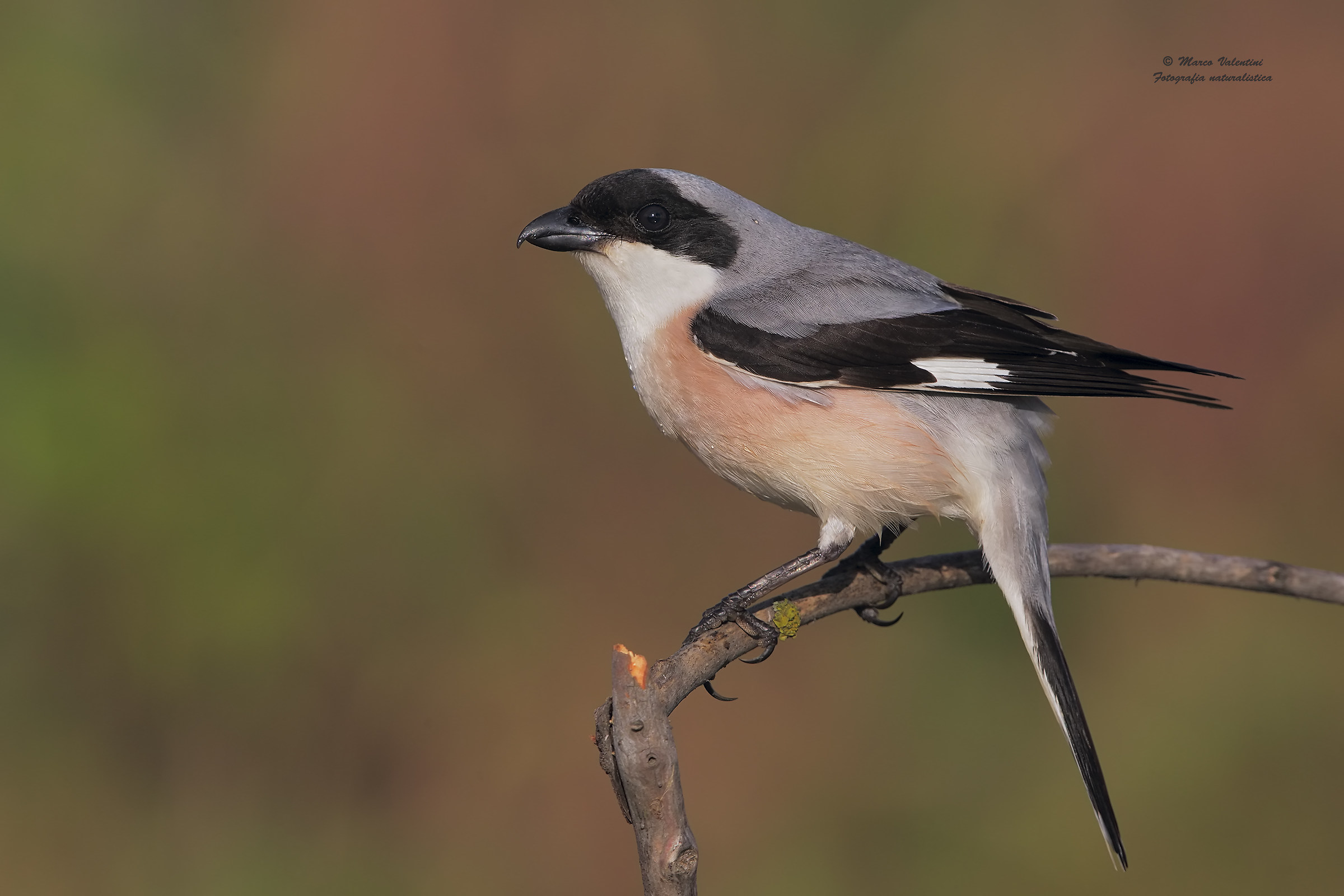 shrike