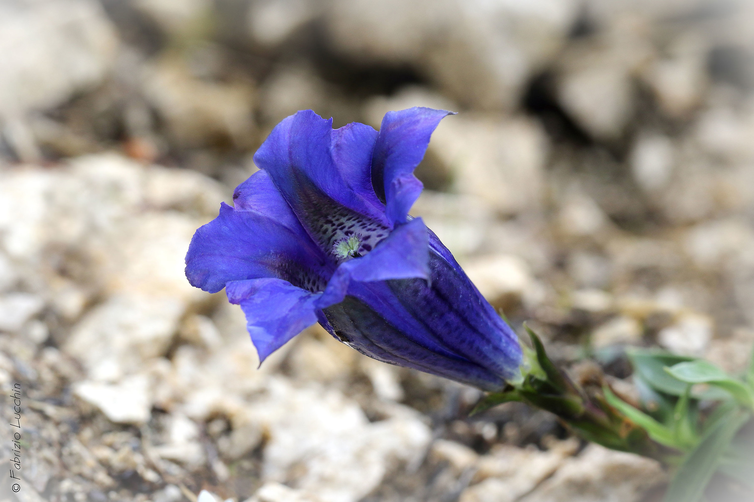Gentiana acaulis (Genzianella)