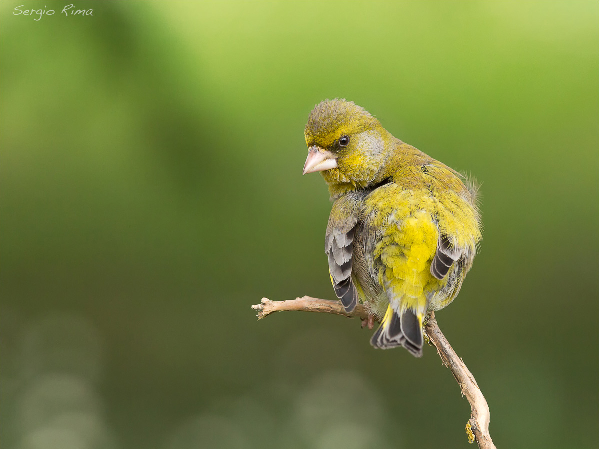 The look of the Verdone